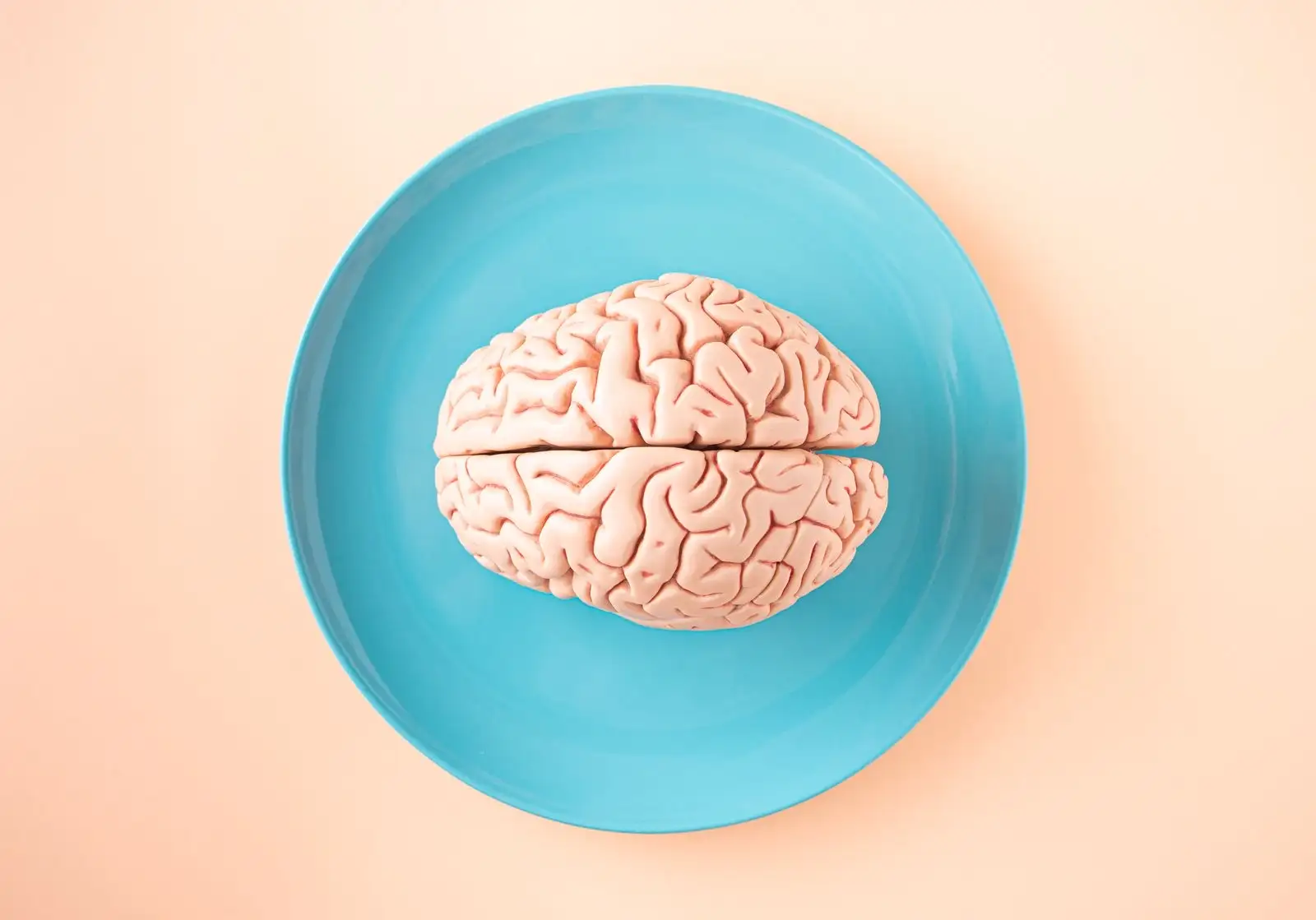 Anatomical model of a human brain on a blue plate, seen from above