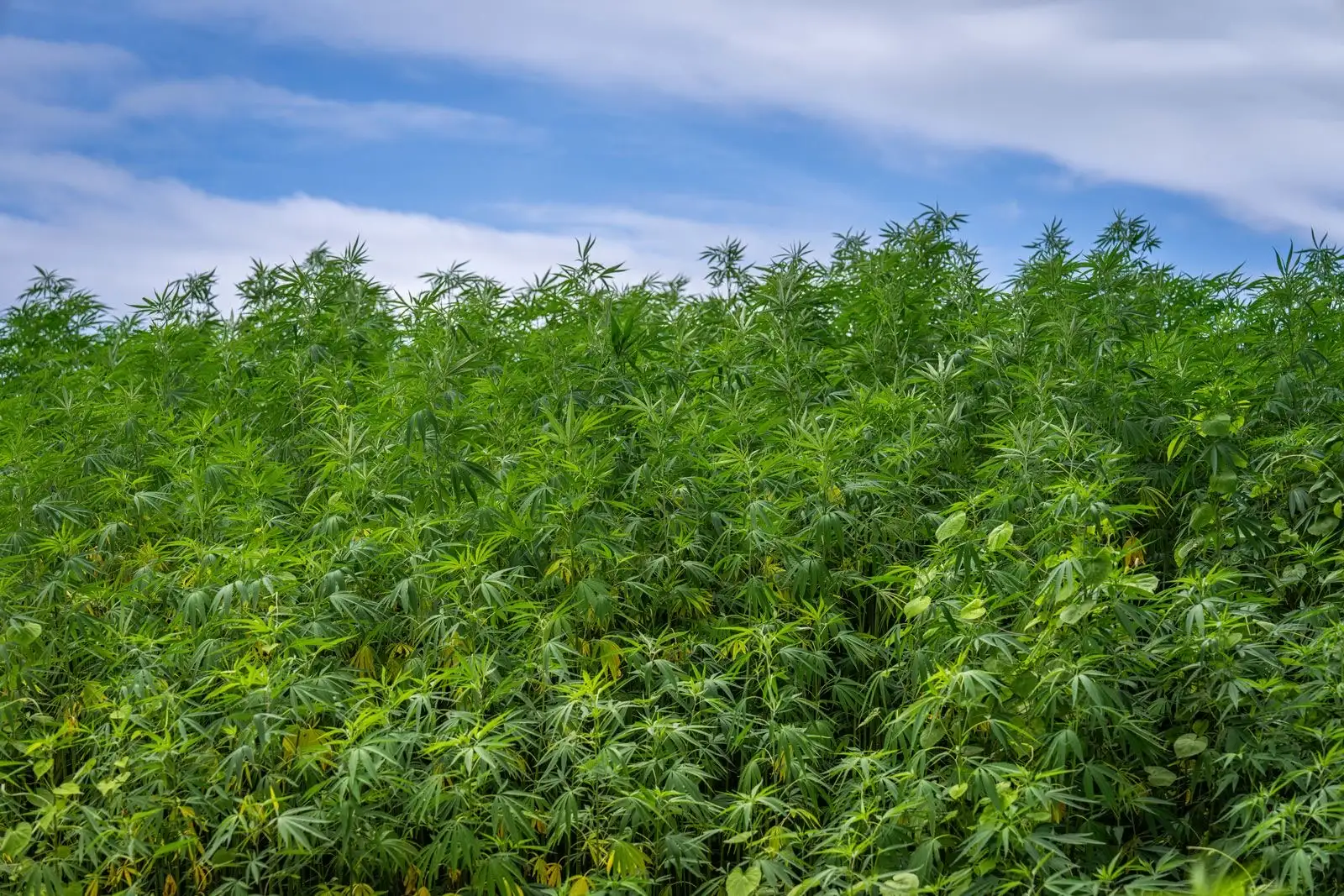 Dense hemp field under a blue sky streaked with clouds, in high summer
