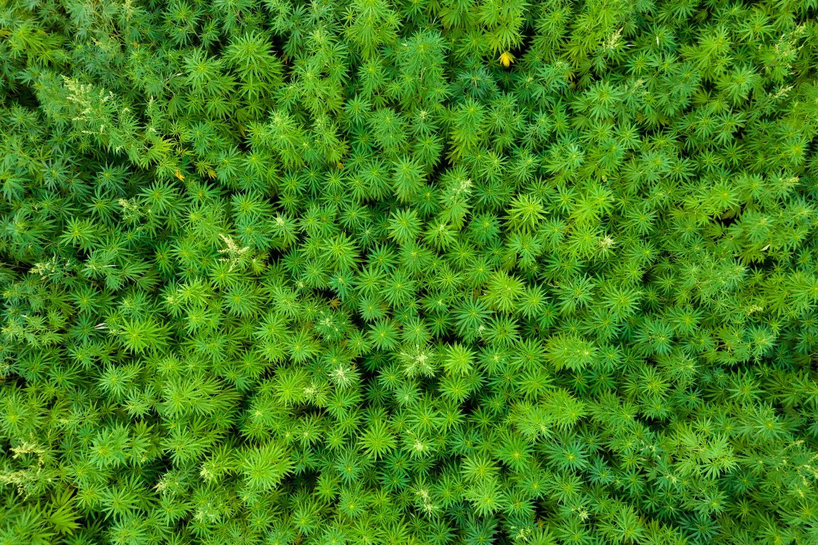 Aerial view of a hemp field with dense rows of plants, the kind of licensed crop grown for industry