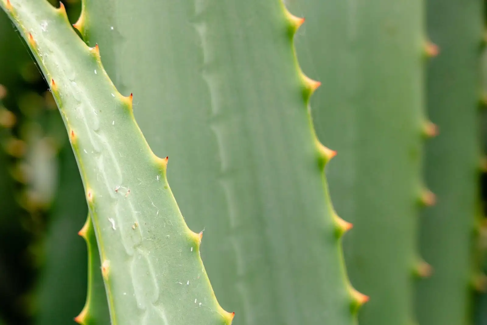 Close-up of fleshy aloe vera leaves edged with small spines, a plant often used in after-sun care