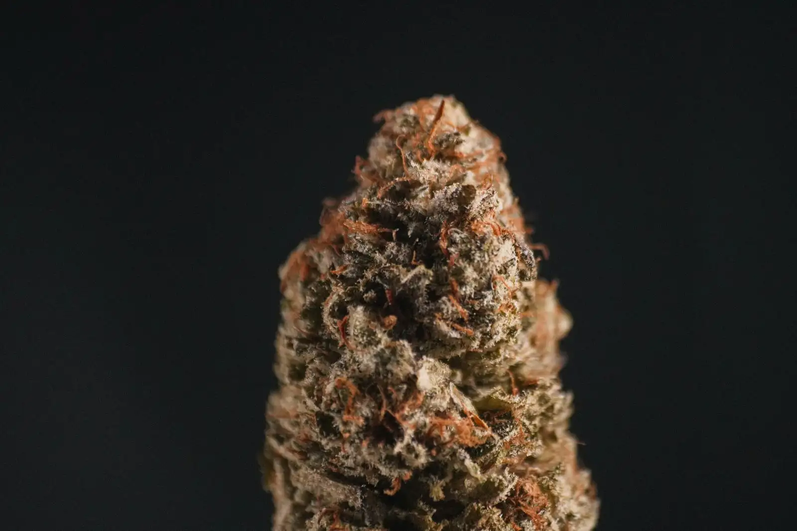 Macro shot of a dried hemp bud on a black background, covered in trichomes