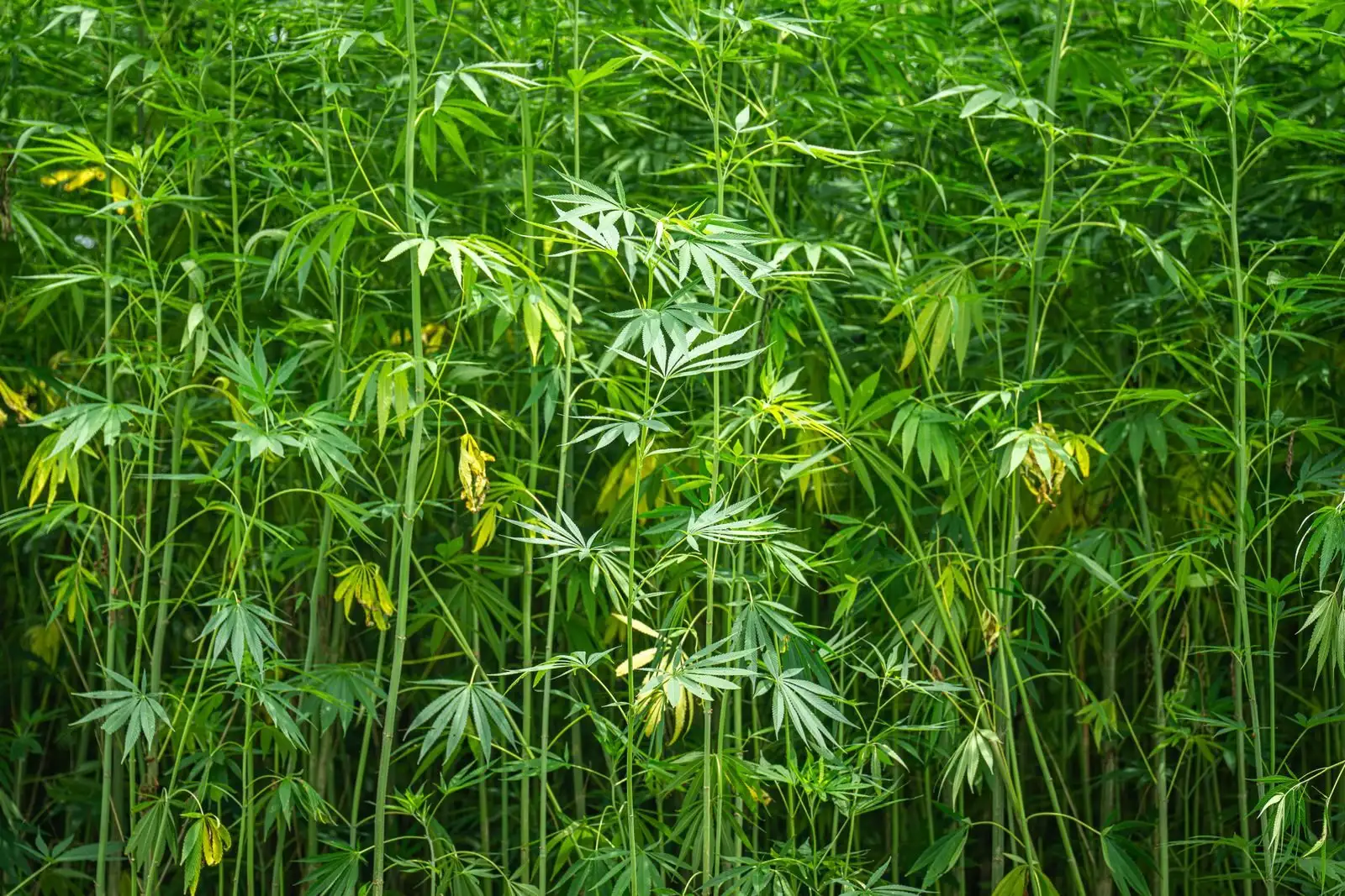 Dense stems of industrial hemp in a field in full growth, green palmate leaves