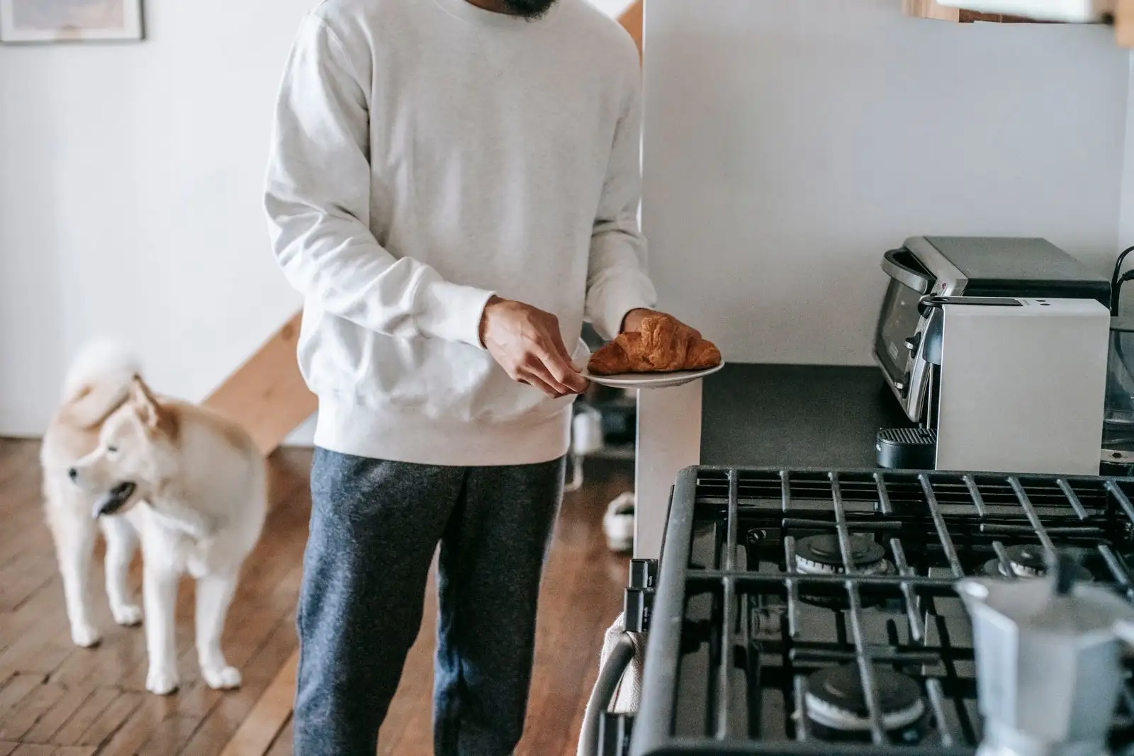 A dog in a kitchen, level with a plate held near the worktop