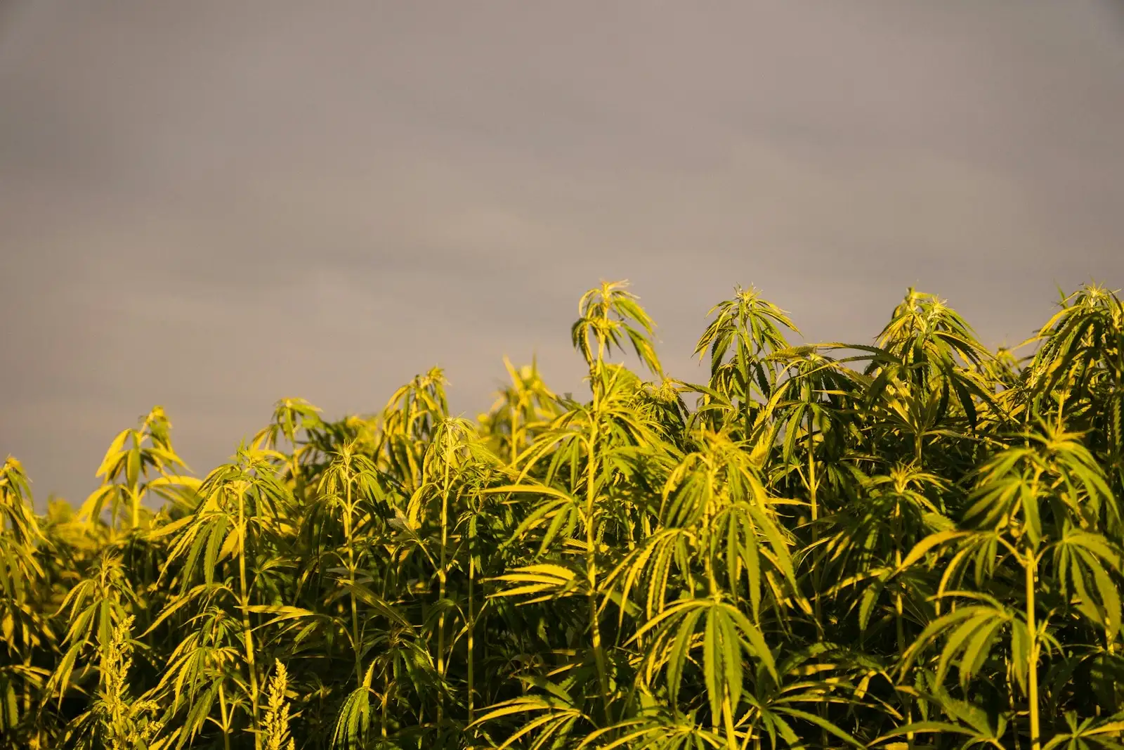 Young hemp plants in a field in late-day light, under a grey sky