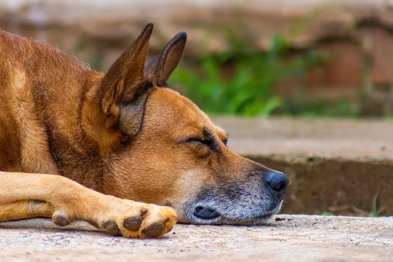 Close-up of an older dog with a greying muzzle asleep on a stone slab
