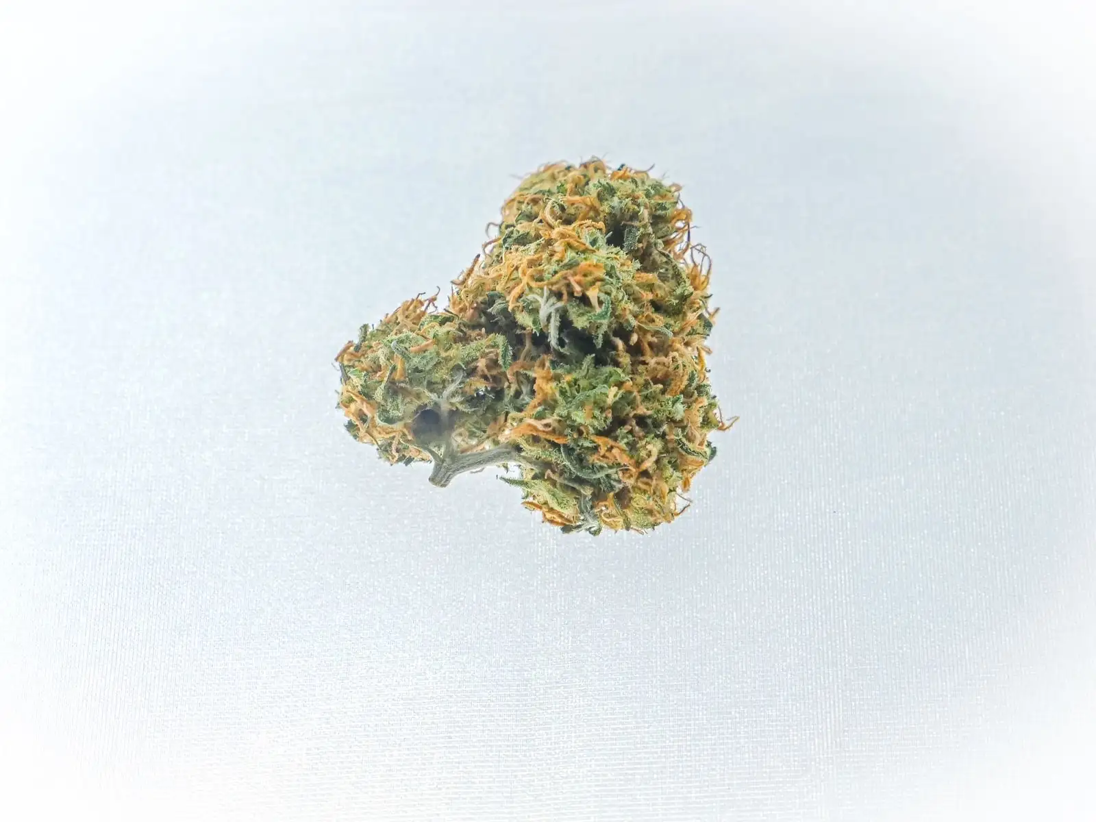 Dried hemp bud with orange pistils on a white background