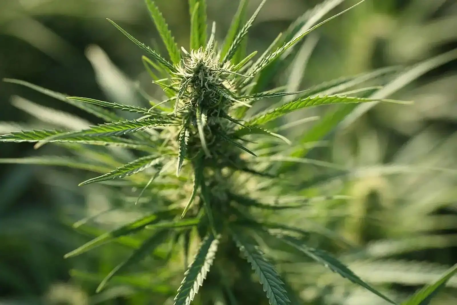 Flowering hemp top on the living plant, at the stage when cannabinoids are still in acidic form