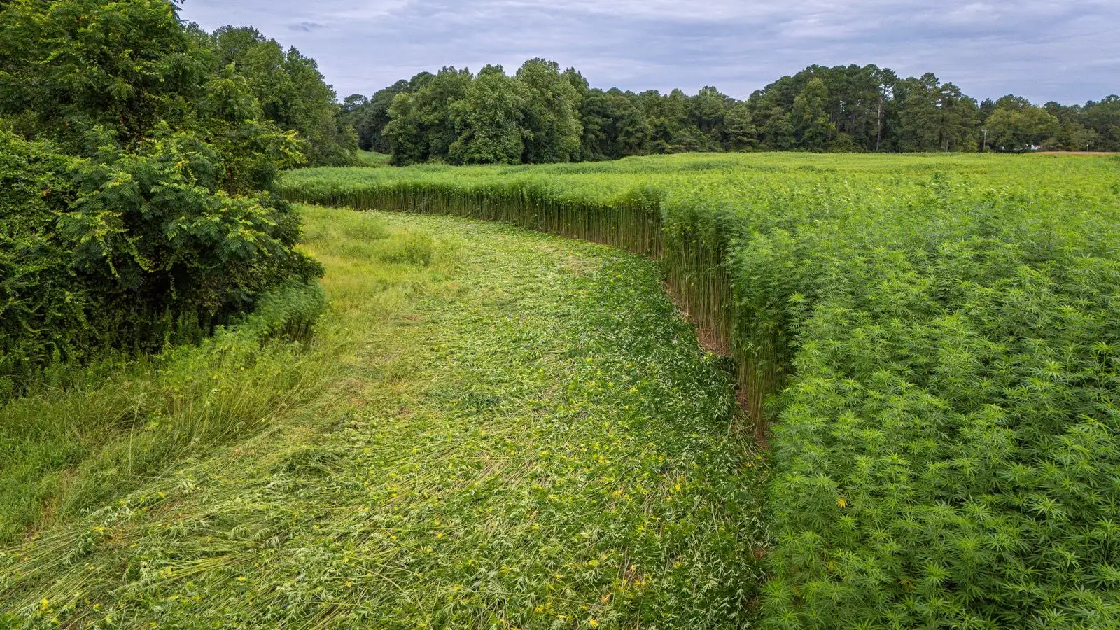 Hemp field in summer, bordered by trees, with a strip freshly mown