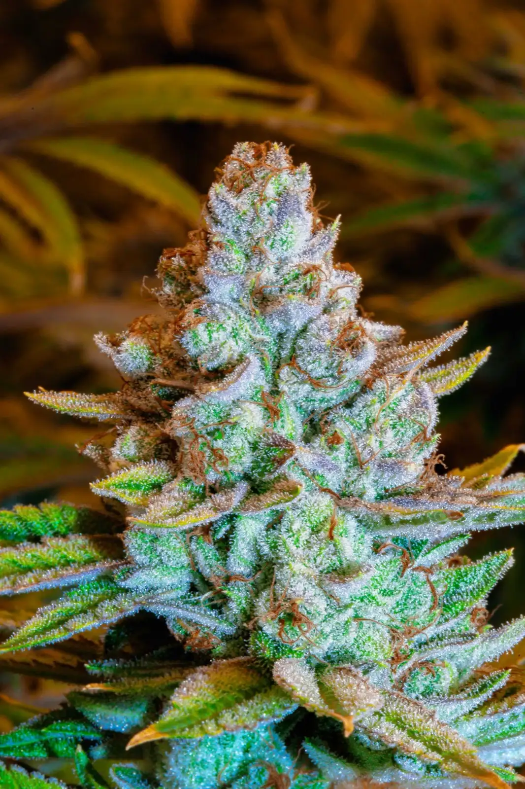 CBD resin colour: what the shade does not prove