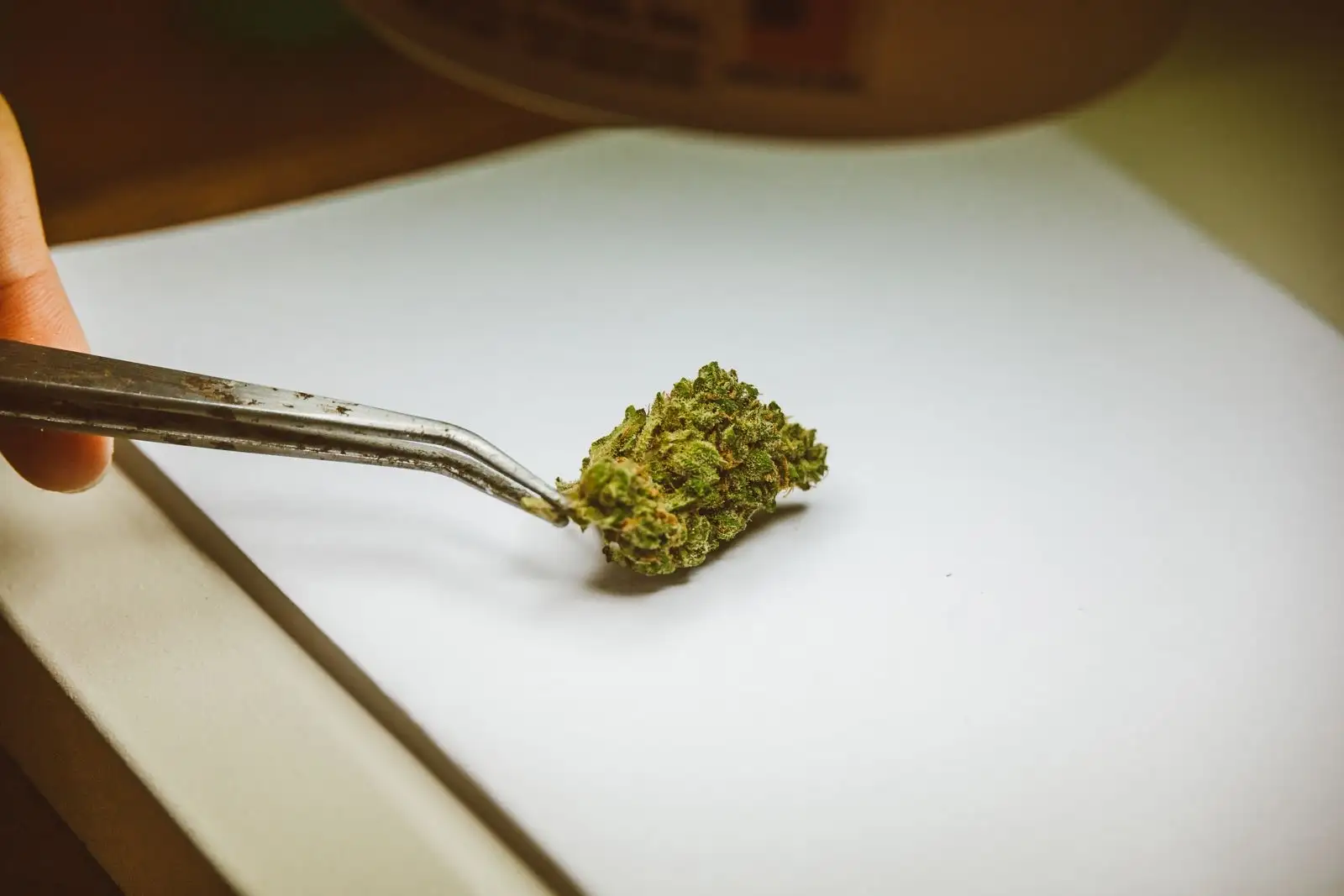 A dried hemp bud held by tweezers above a white sheet, like a sample ready for analysis