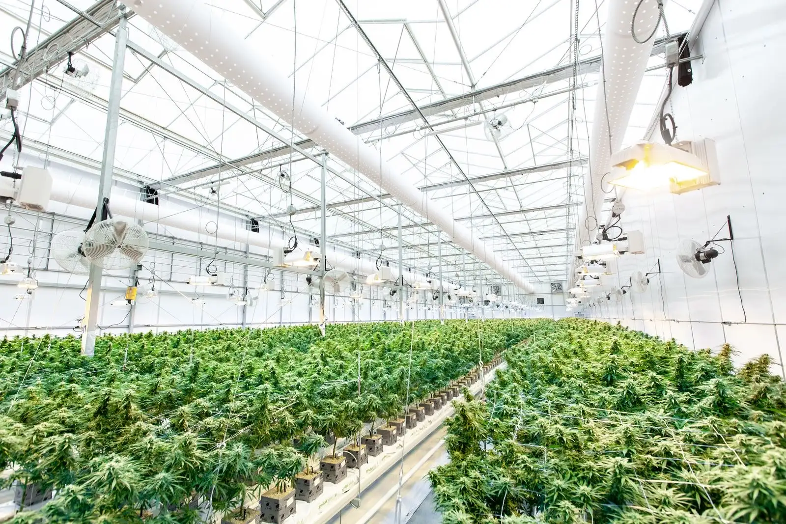 CBD flower: indoor, outdoor or greenhouse, what changes
