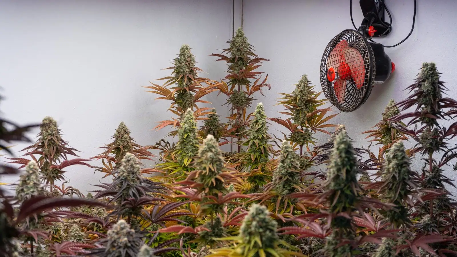 Hydro CBD flowers: 14 pages read, one says hydroponics