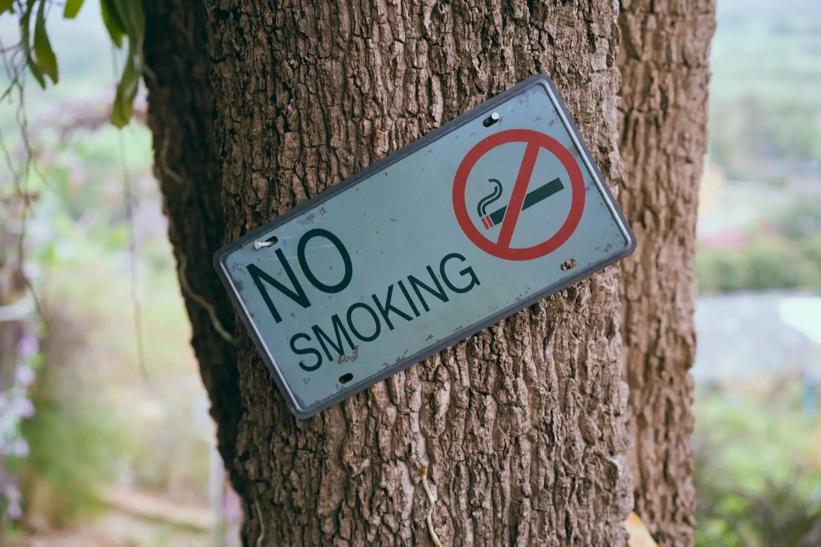 A 'No smoking' plate nailed to a tree trunk in a green space