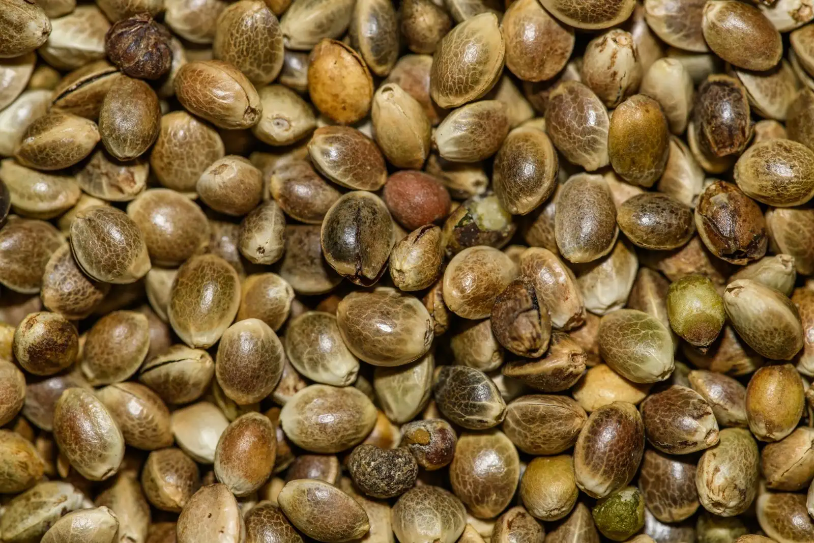 Macro of hemp seeds, mottled brown and beige shells packed tightly together