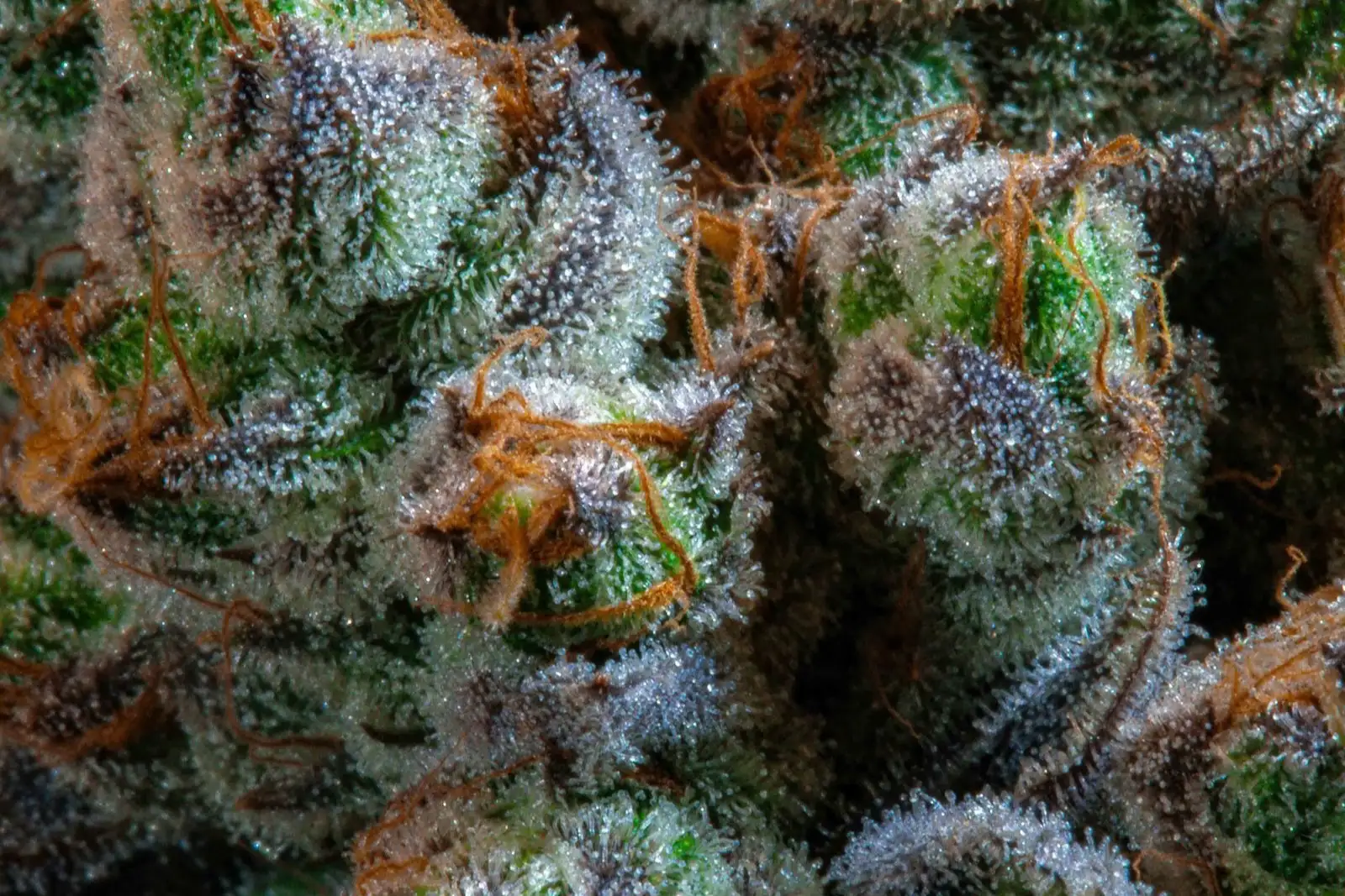 Homemade CBD hash: 2 methods and the THC trap