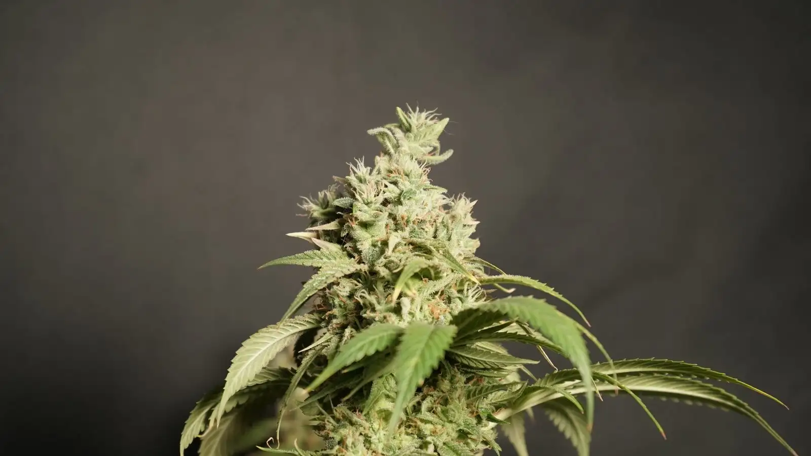 Haze strains: from Santa Cruz to 4 measured CBD flowers