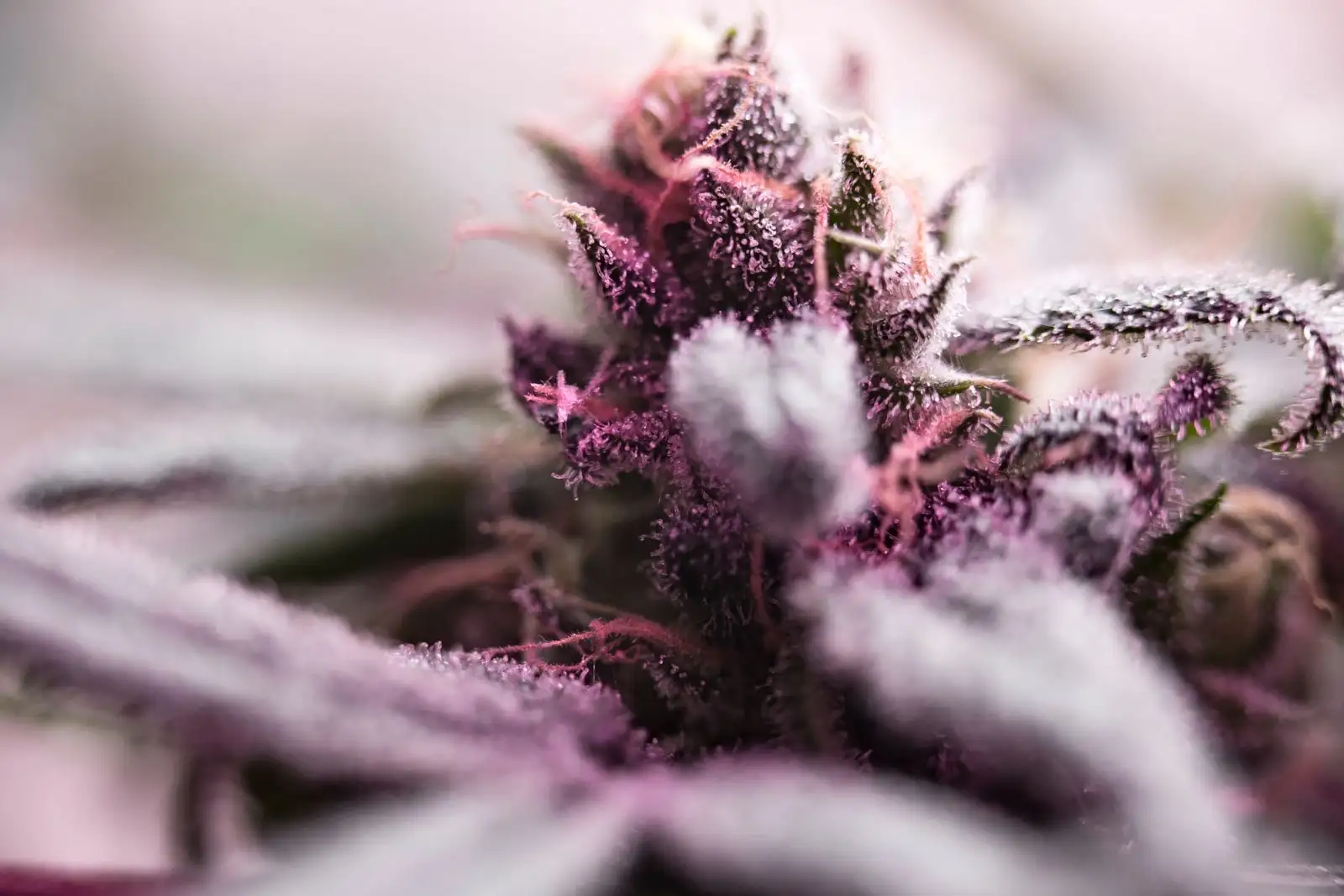 Macro shot of a cannabis bud covered in frosty trichomes and pistils, the sticky resin that gave Gorilla Glue its name