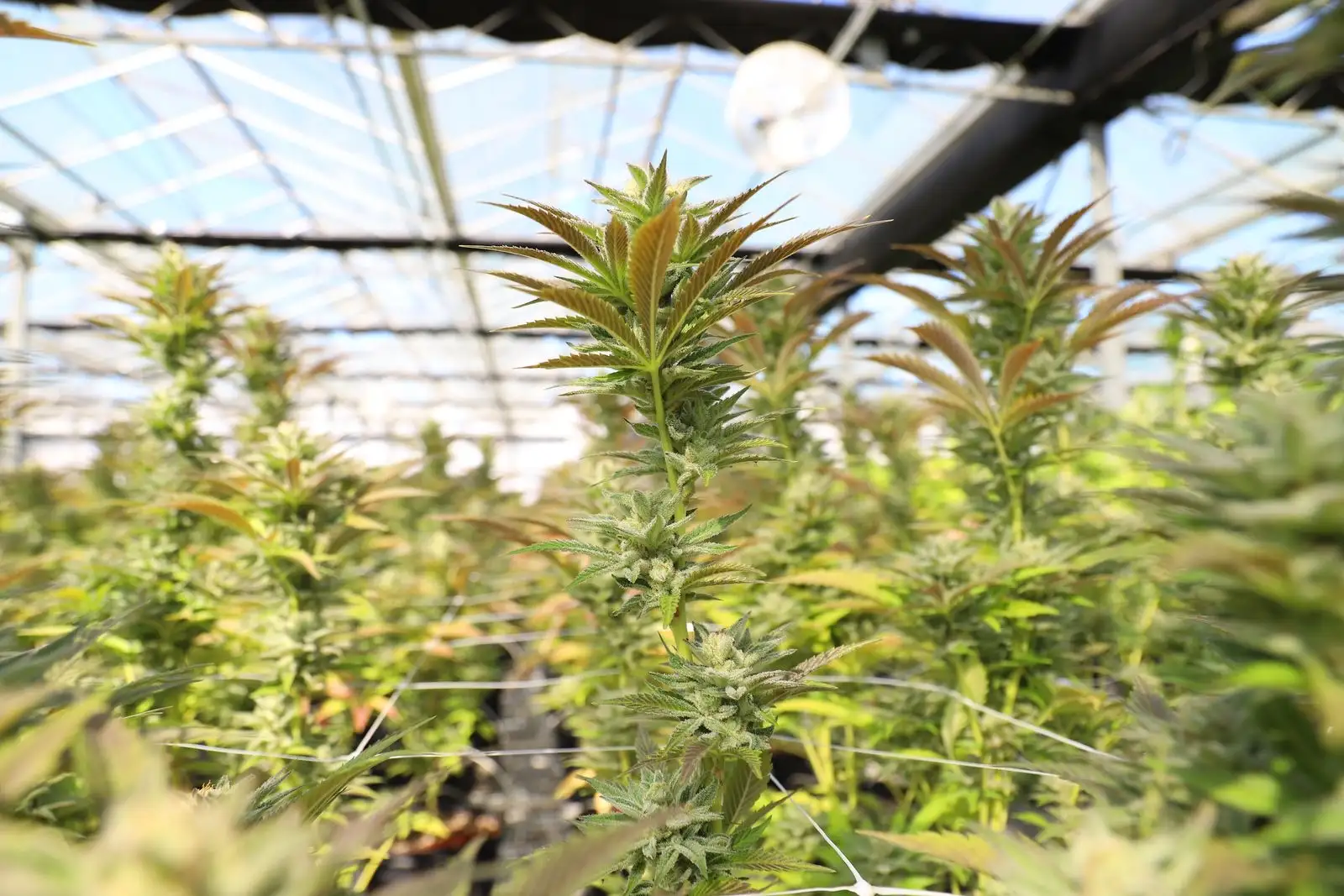 Cannabis plants growing in a greenhouse, dense foliage under a glass roof