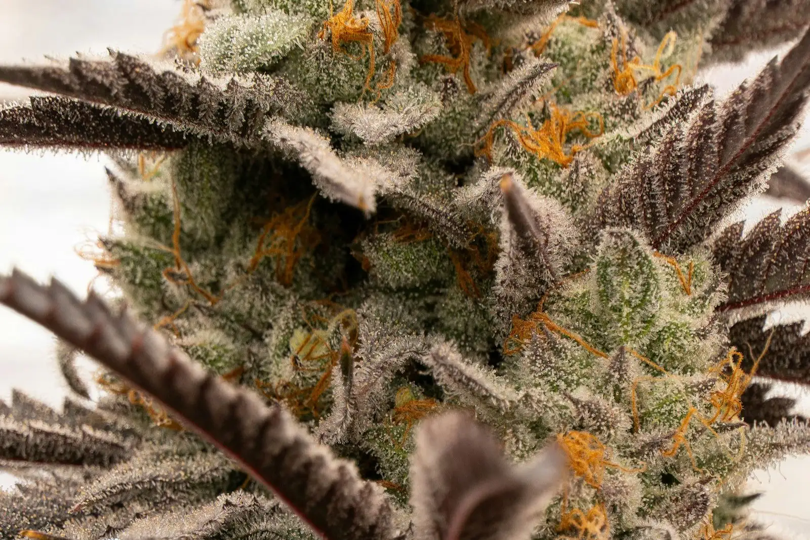Mango Kush CBD: where does the mango scent come from?