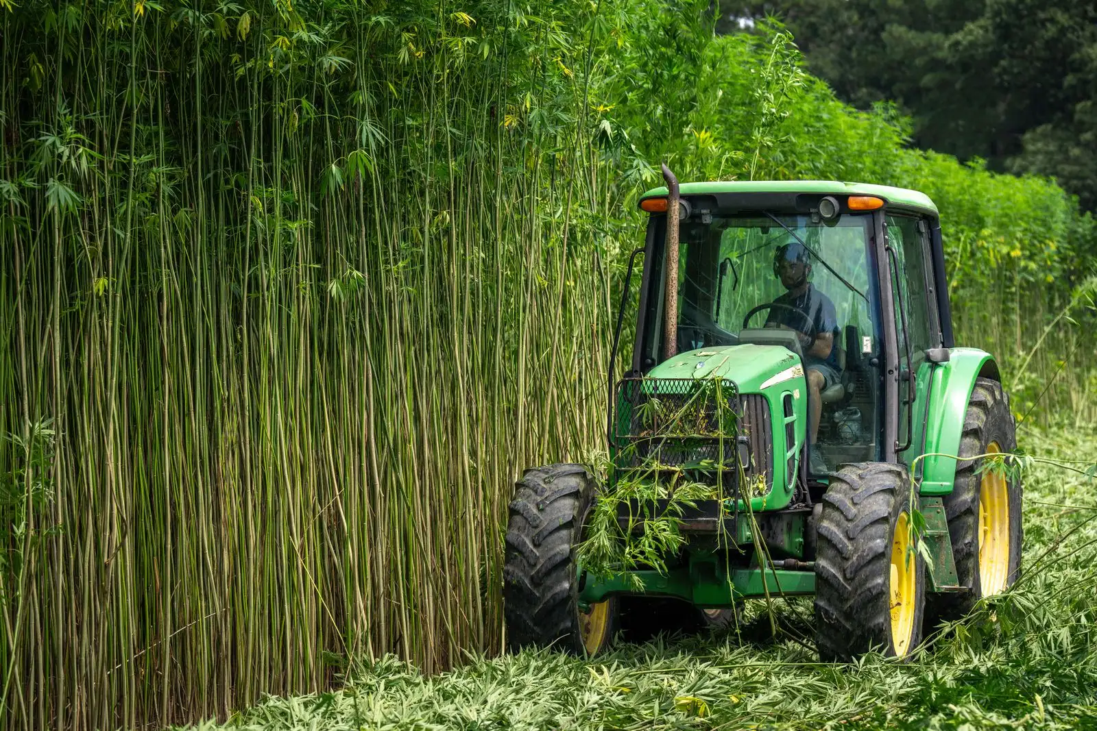 Where does CBD come from? From hemp trichome to bottle