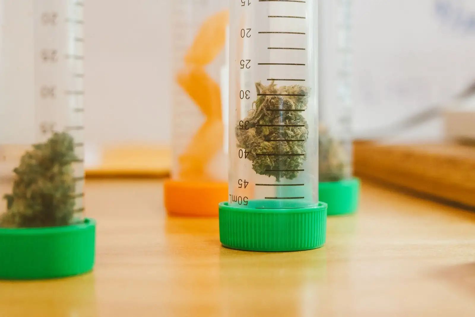Dried hemp buds in graduated tubes on a table, ready to be weighed