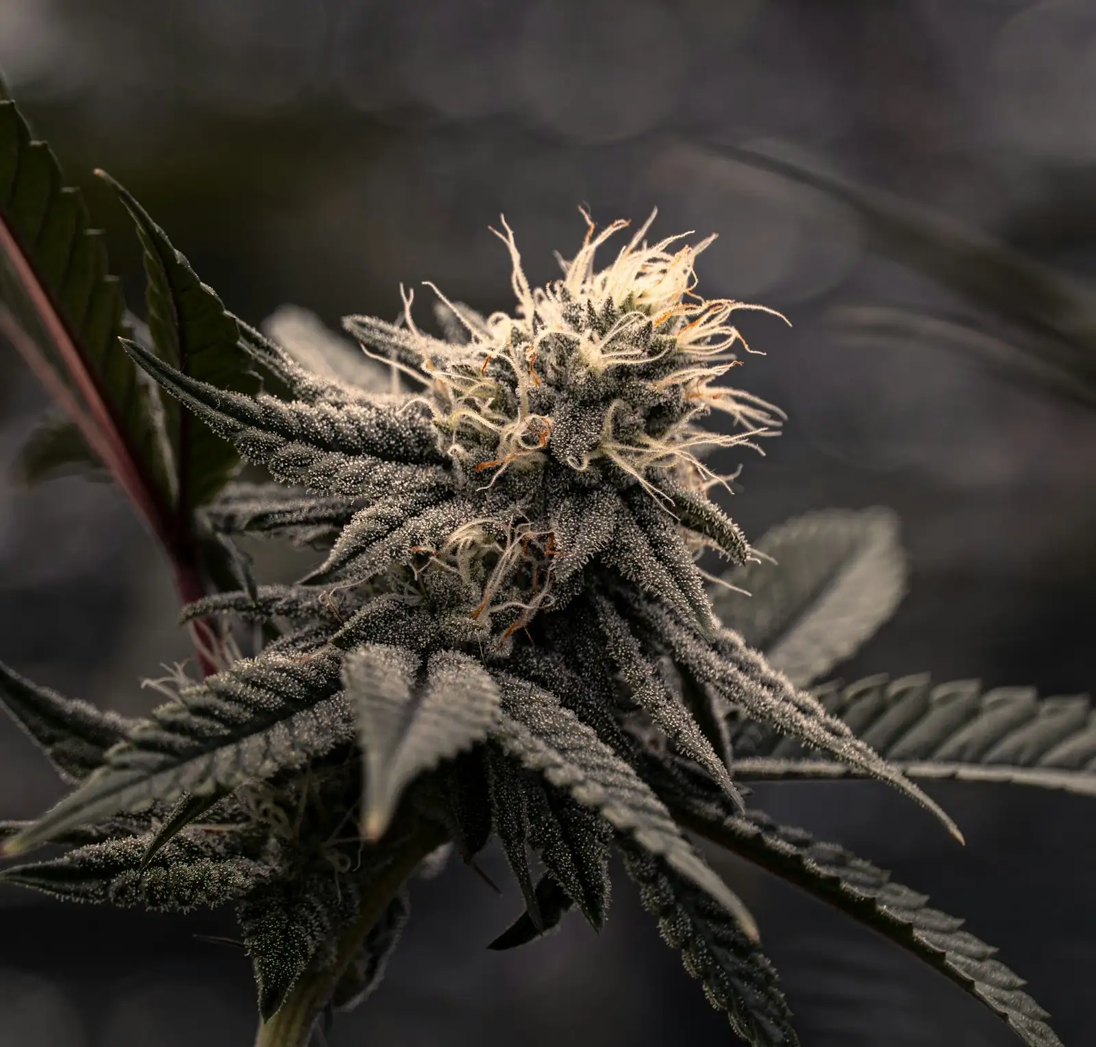 Cut hashish: what the 6 most quoted signs are worth