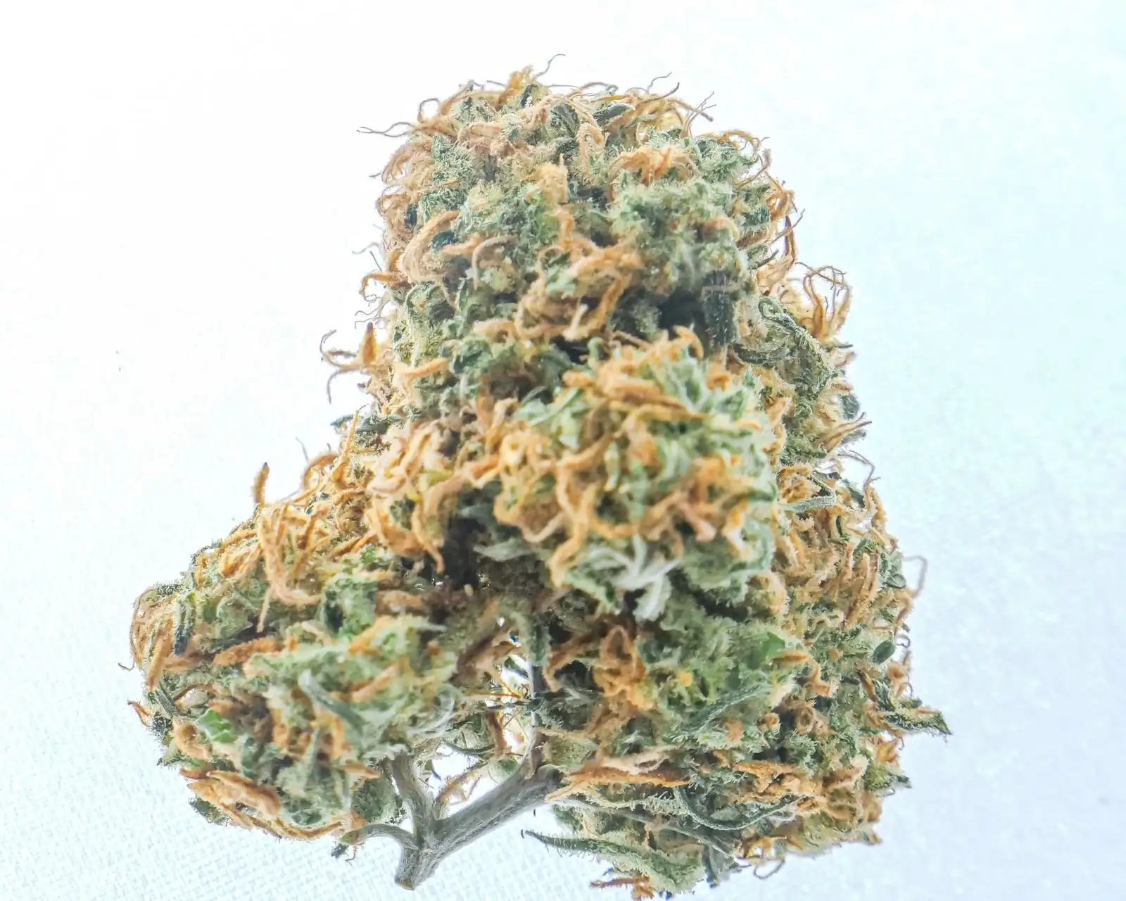Close-up of a dried hemp flower on a light background, covered in trichomes and orange pistils