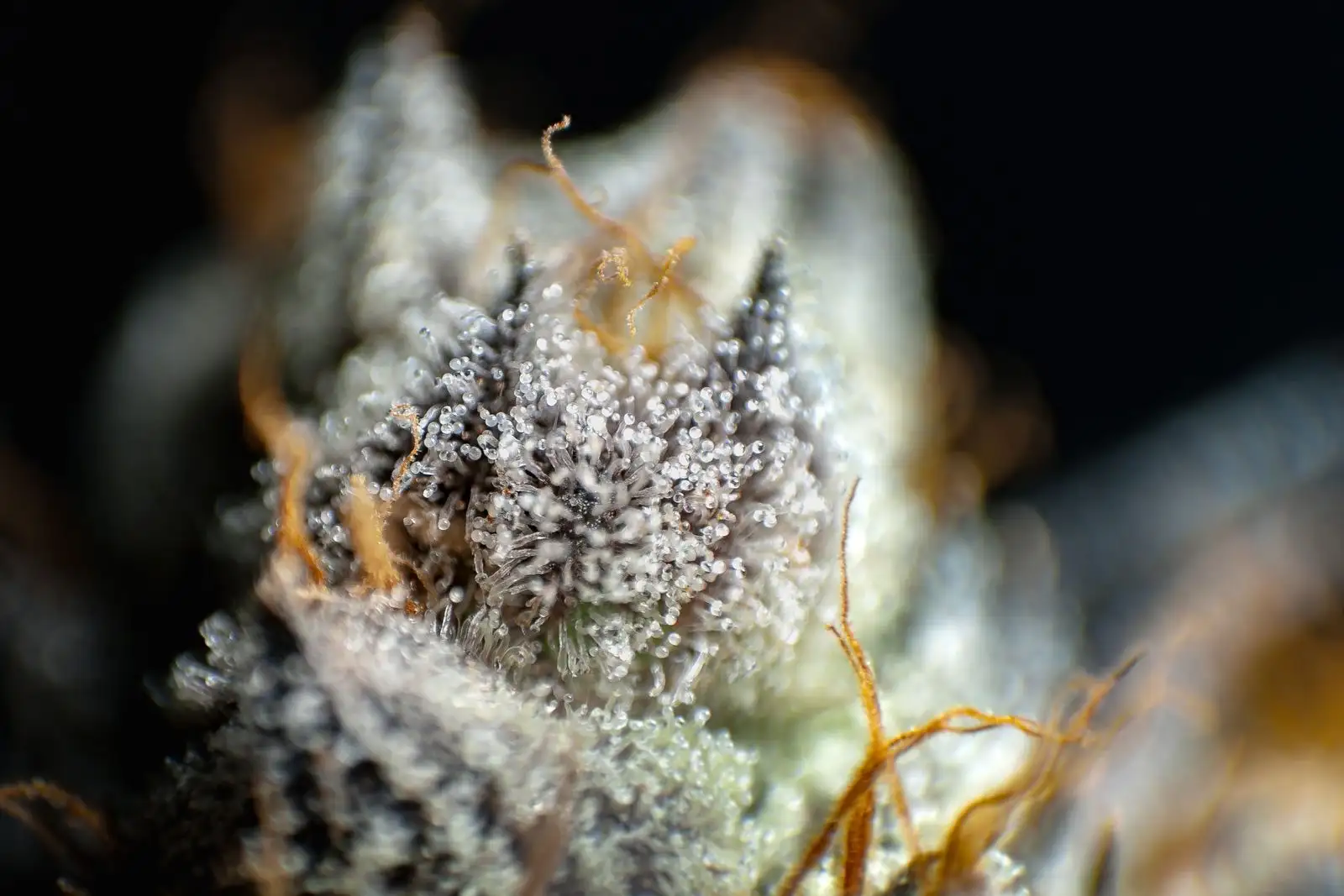 Macro shot of trichome heads on a hemp flower, the resin a rosin press squeezes out