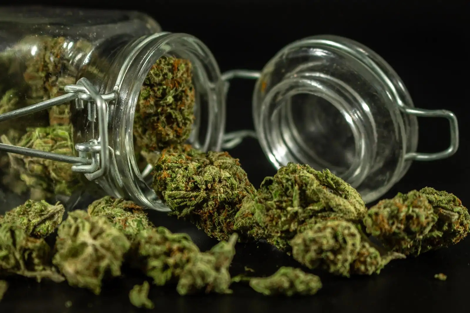 Drying and curing CBD flowers: what changes on the analysis