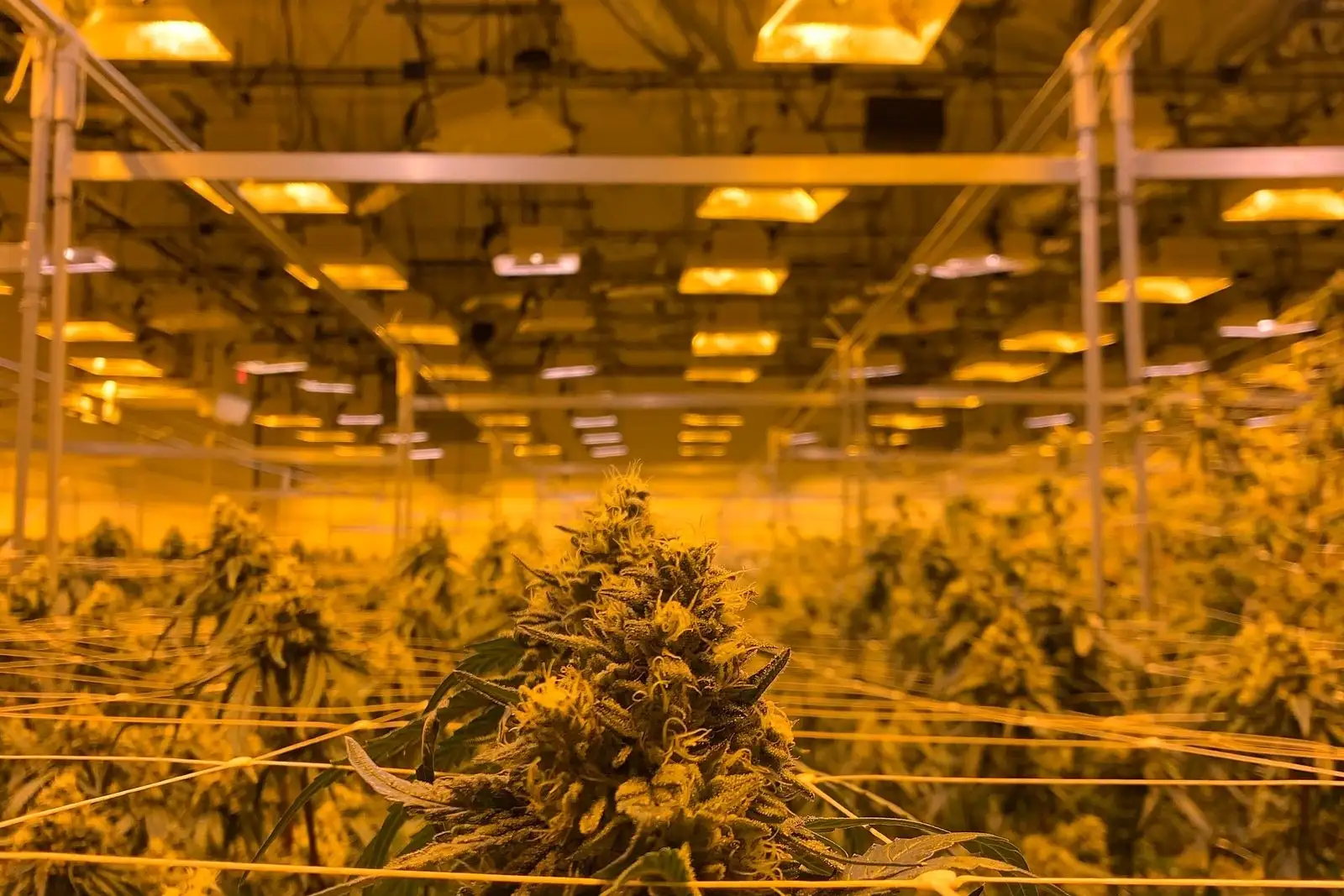 Skunk: the story of a cultivar and a hijacked word