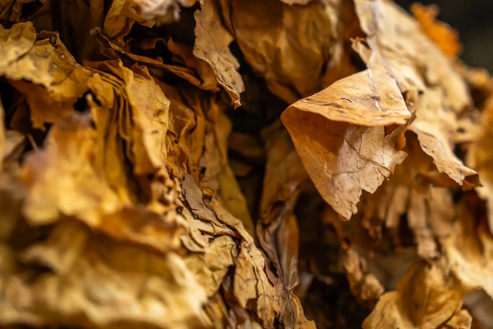 Close-up of dried tobacco leaves, crumpled and golden