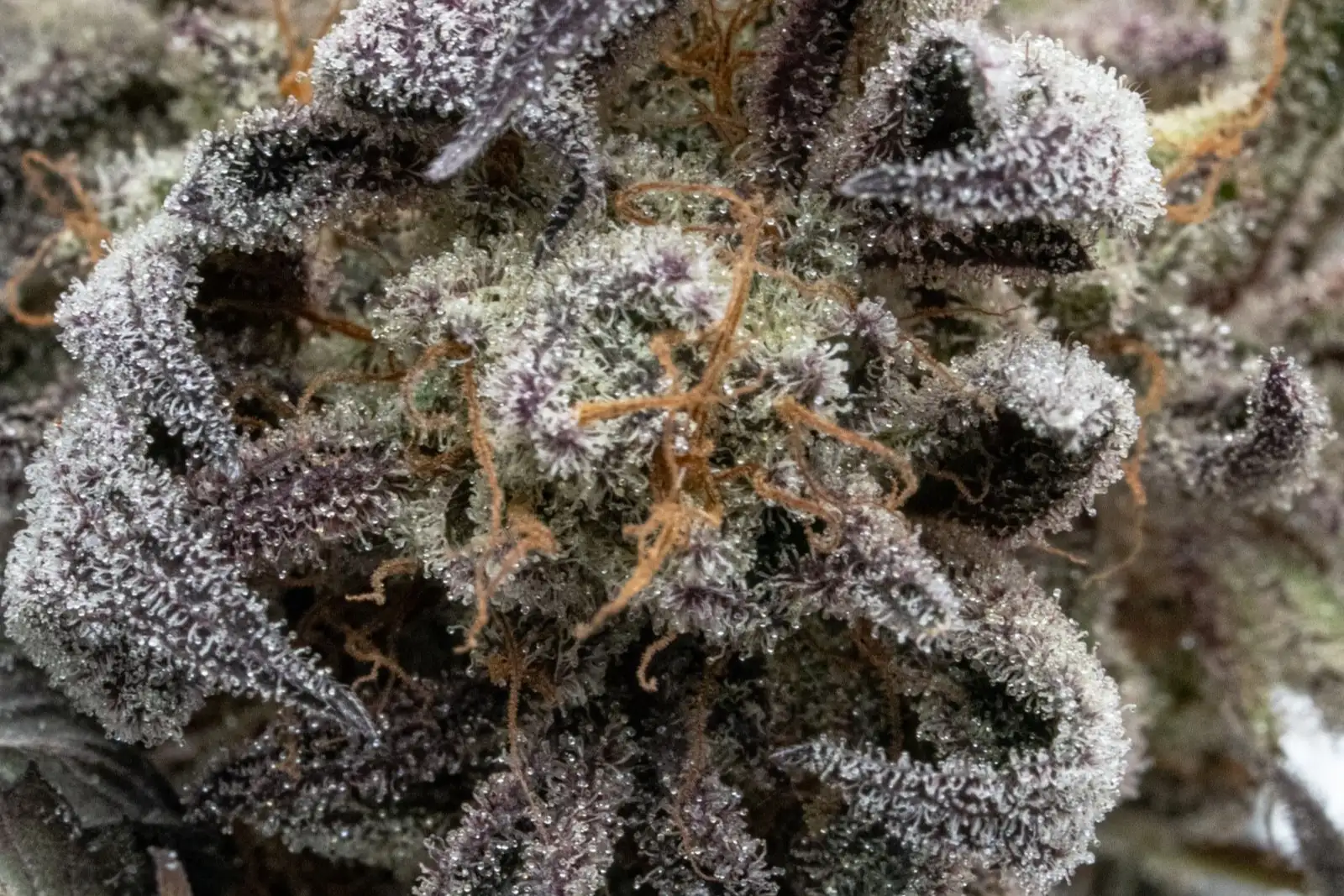 Purple-tinged hemp flower in macro, covered in trichomes, the glands that make terpenes