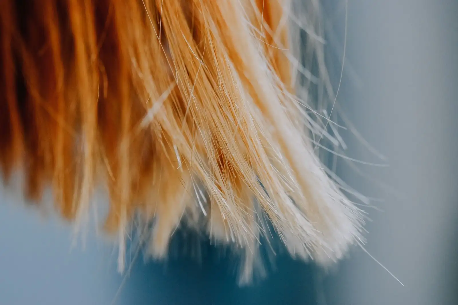 Close-up of blond hair tips, the material a hair test analyses