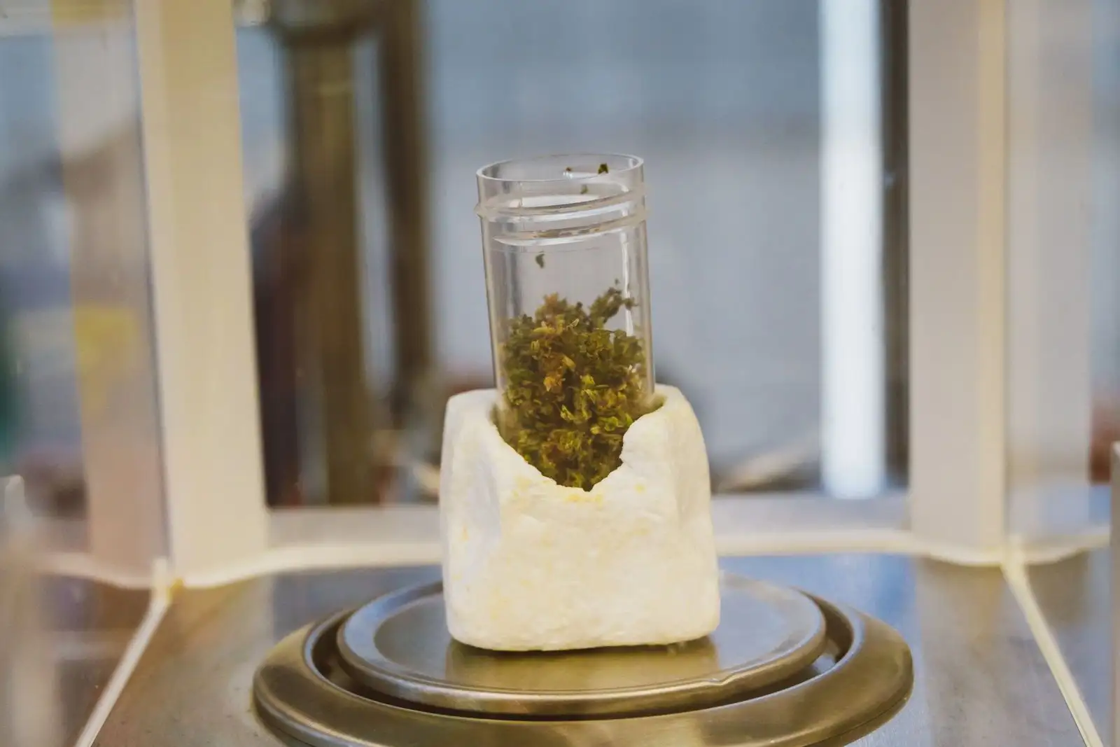 Hemp flower sample in a tube placed on a laboratory precision balance, before analysis