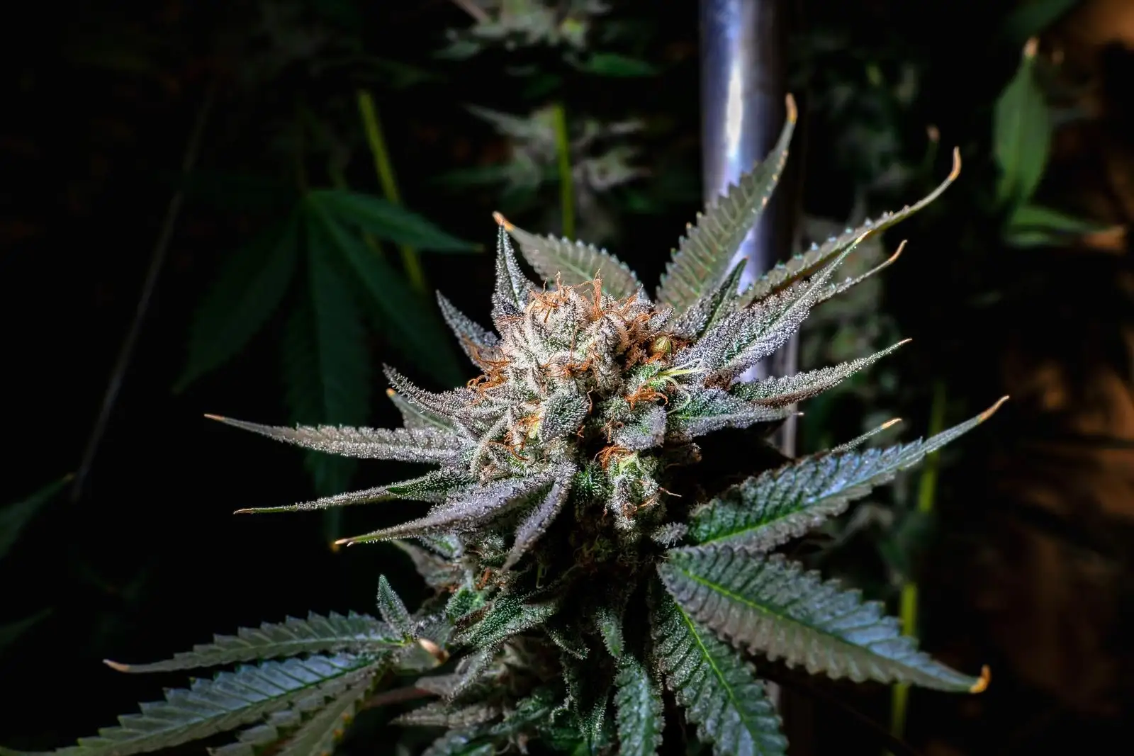 Close-up of a living cannabis flower covered in trichomes and pistils, on a growing plant