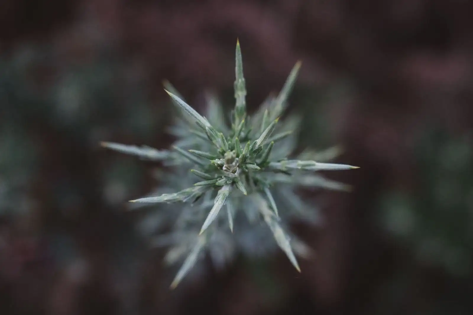 Hemp bud seen from above, leaves covered in trichomes against a dark background