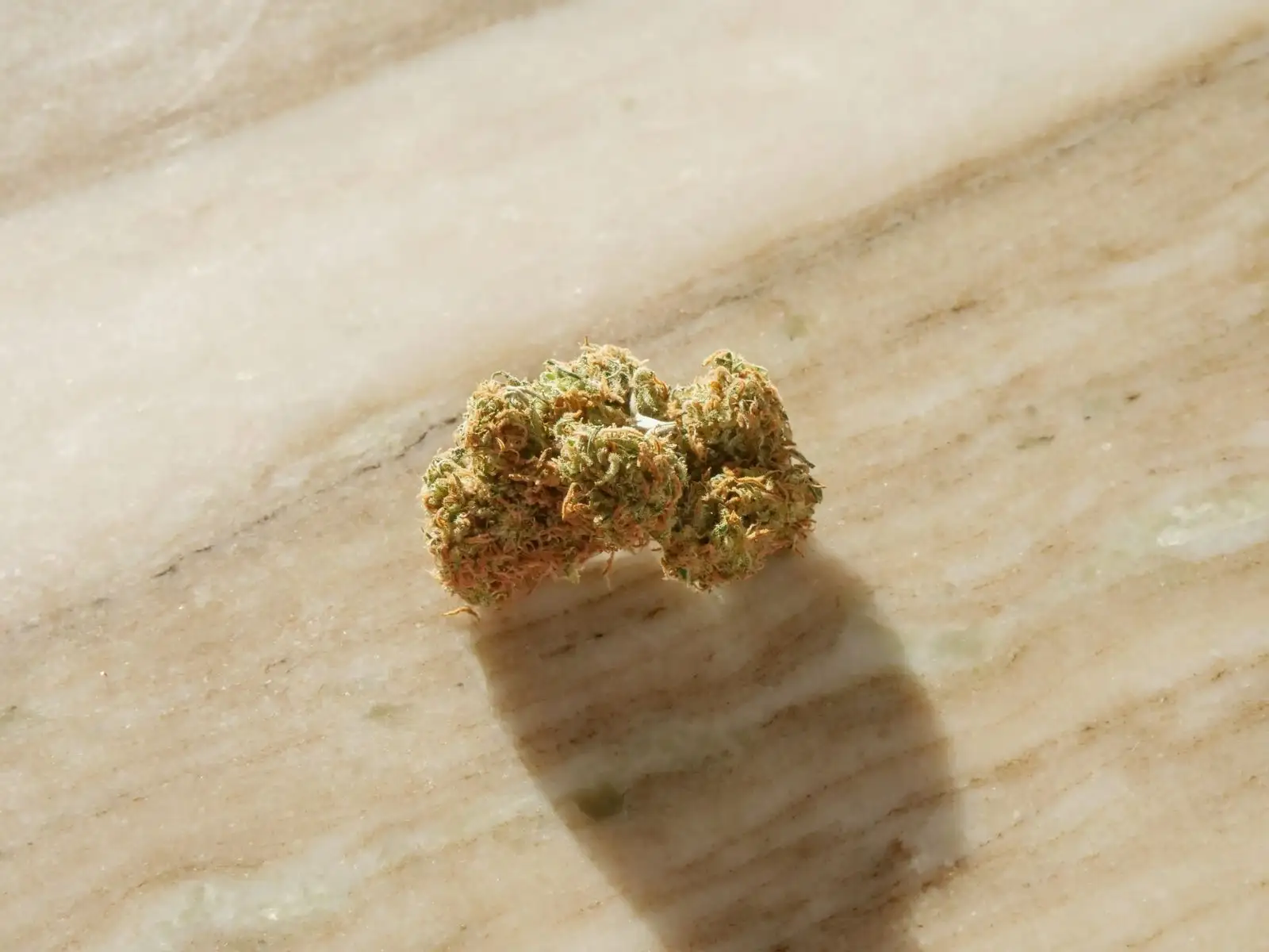 A single dried hemp flower resting on a pale marble surface
