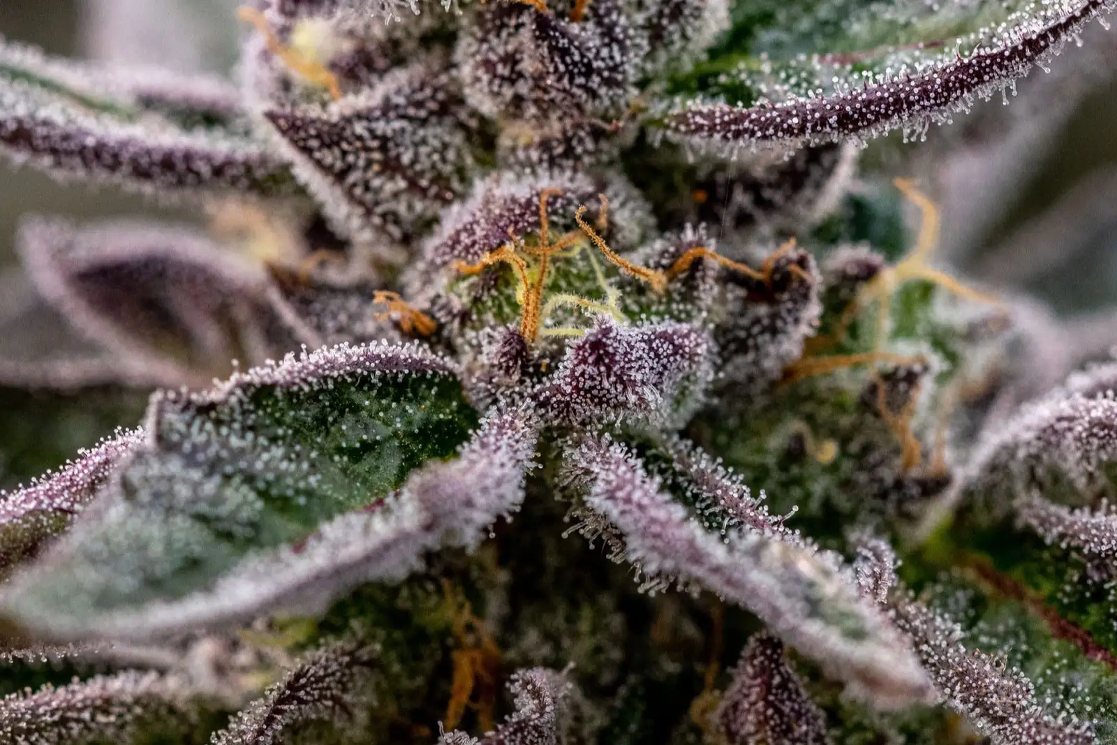 Gelato #33, #41: the story of a cult cannabis strain