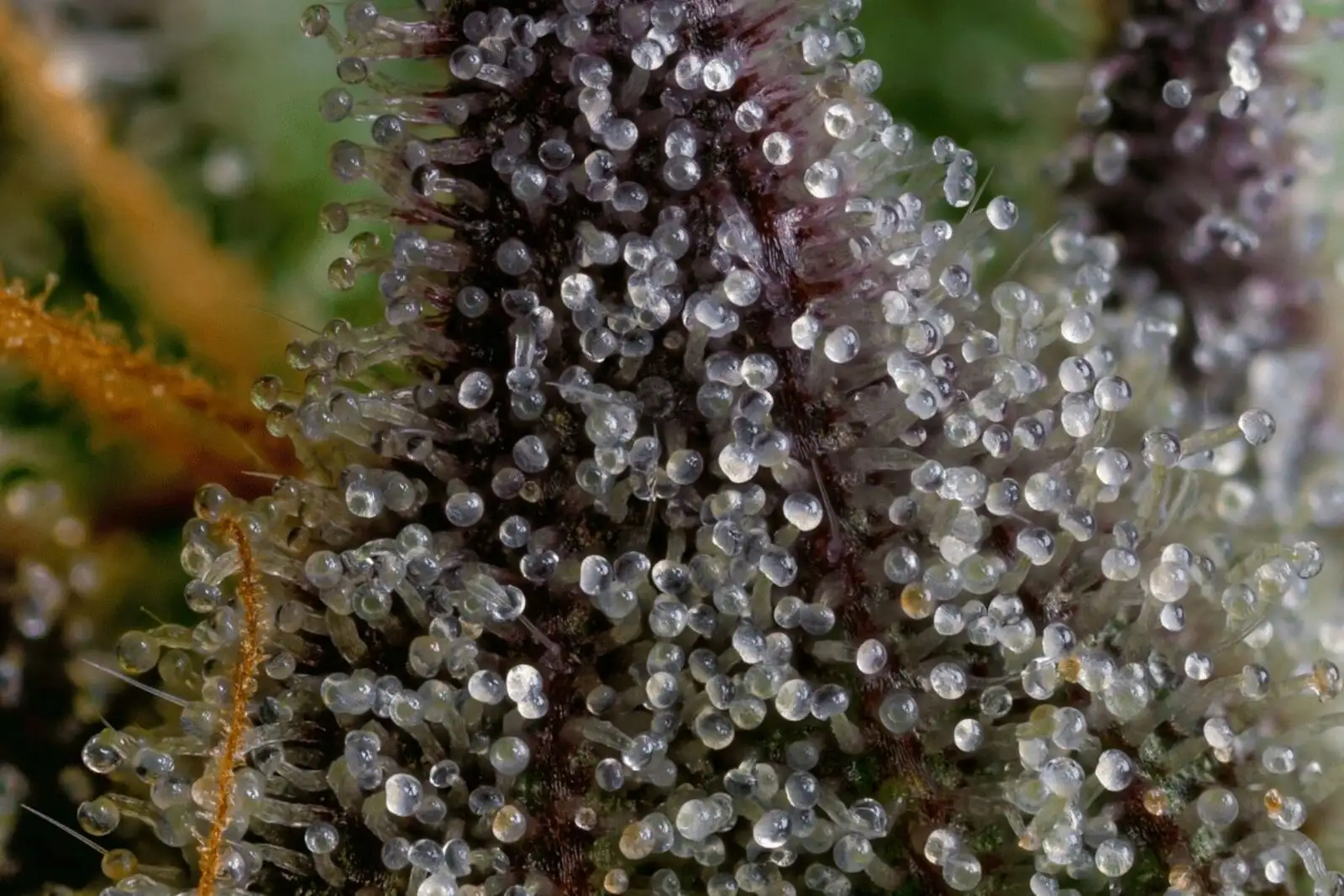 Hemp trichomes: 3 types, and the gland where CBD is made