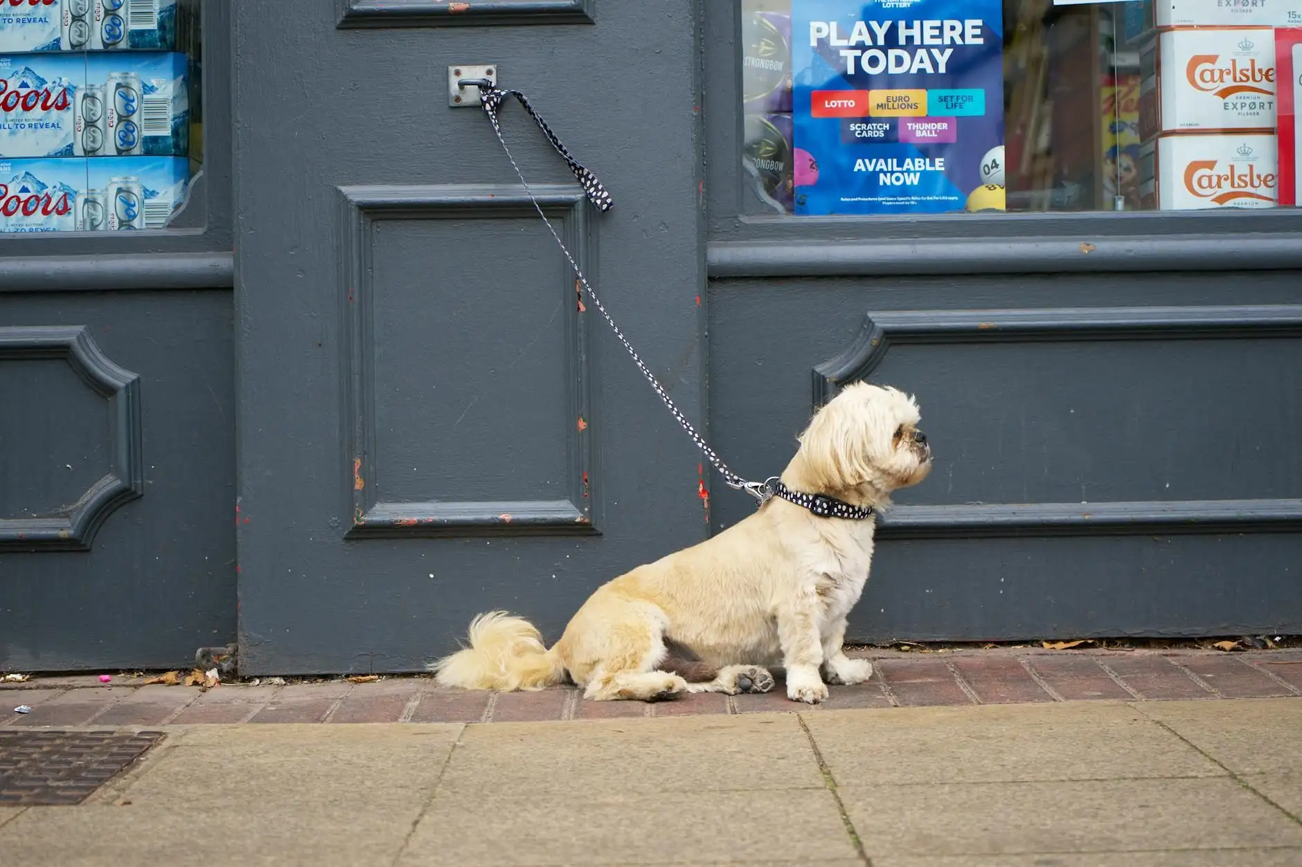 Separation anxiety in dogs: desensitisation protocol and the limits of CBD