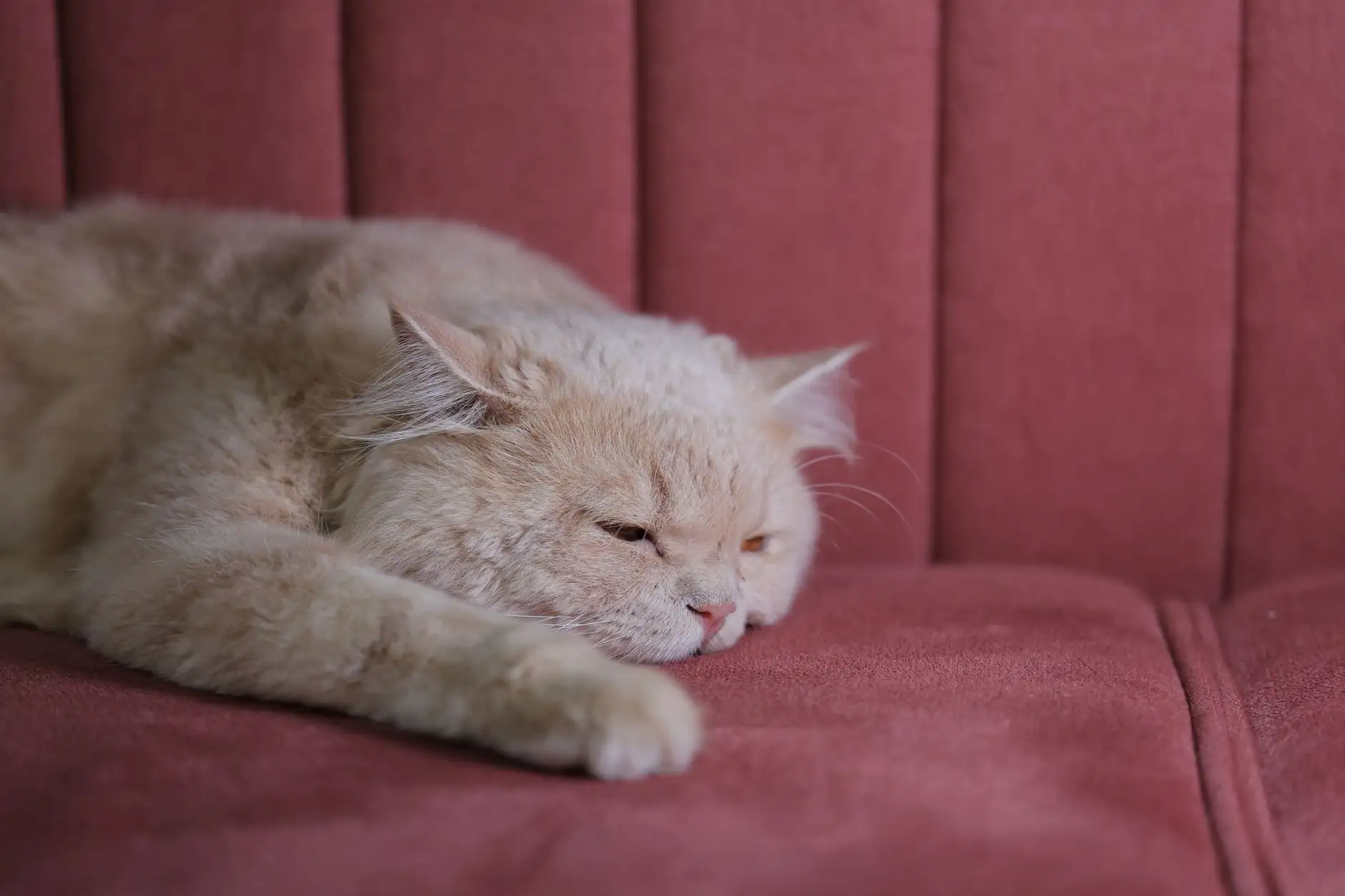 CBD for cats: precautions, dosage and the framework in France