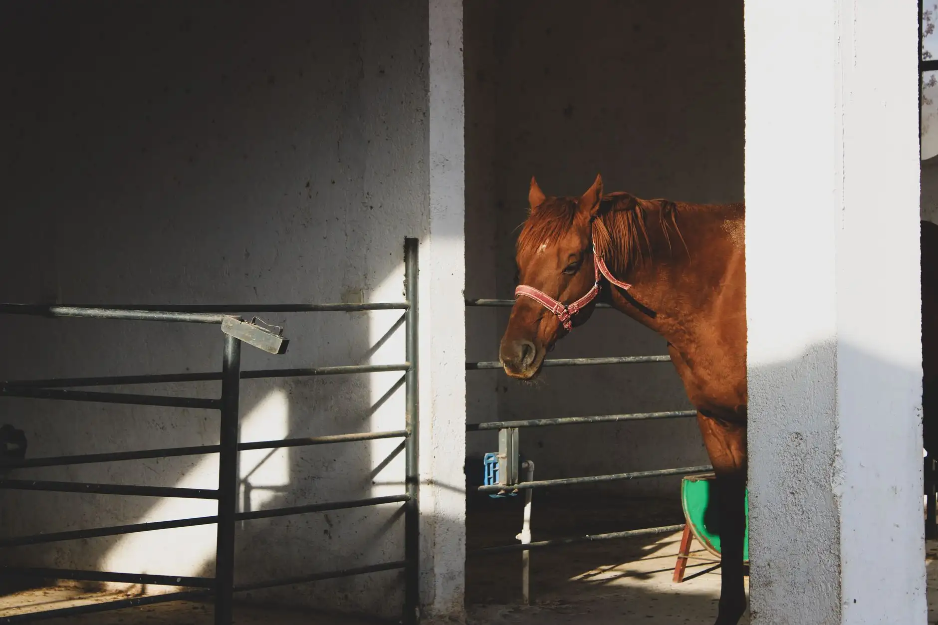 CBD and horses: uses, caution and competition rules