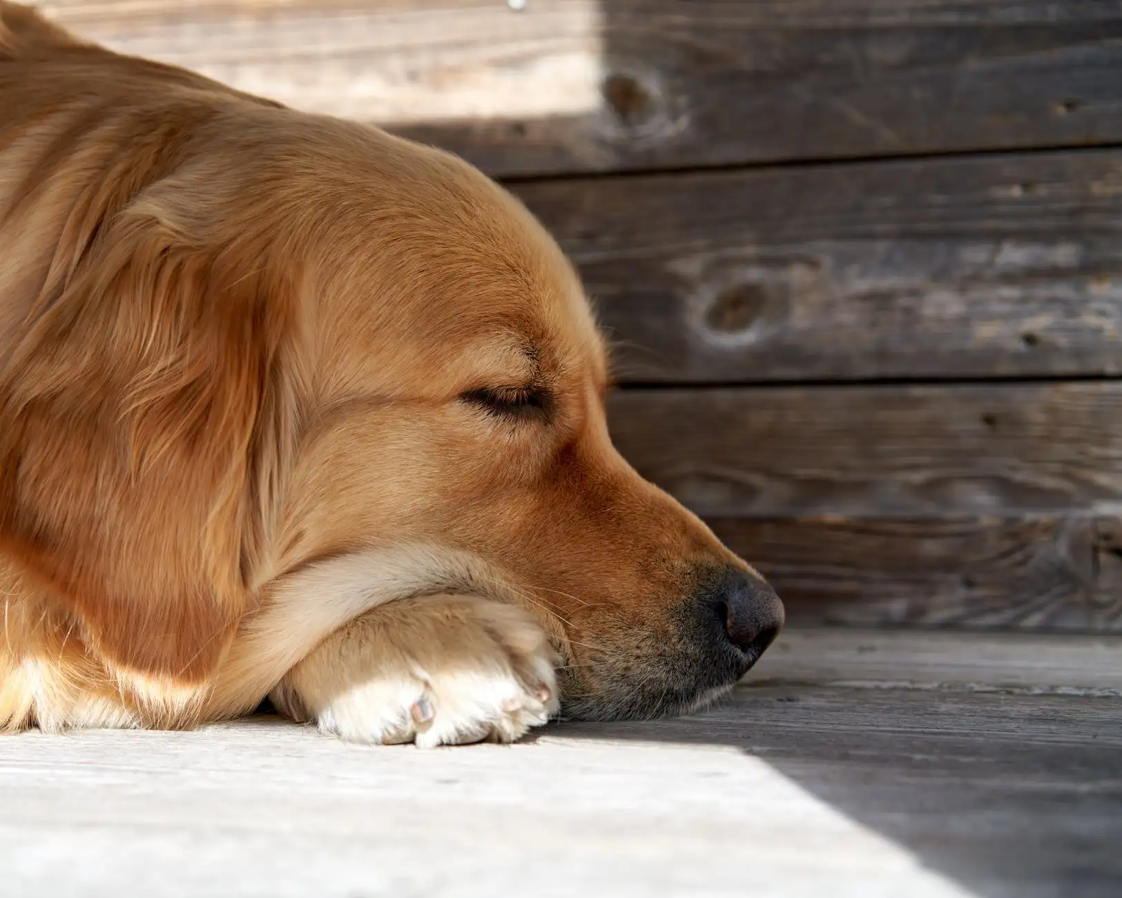 Older dogs and osteoarthritis: mobility, comfort and the place of CBD