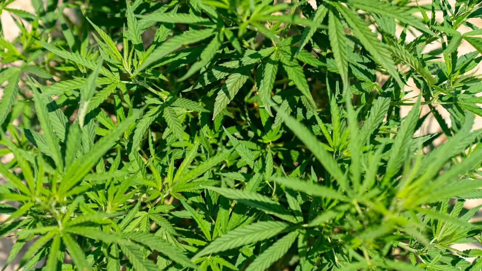 What does CBD mean? Definition, origin and status in France