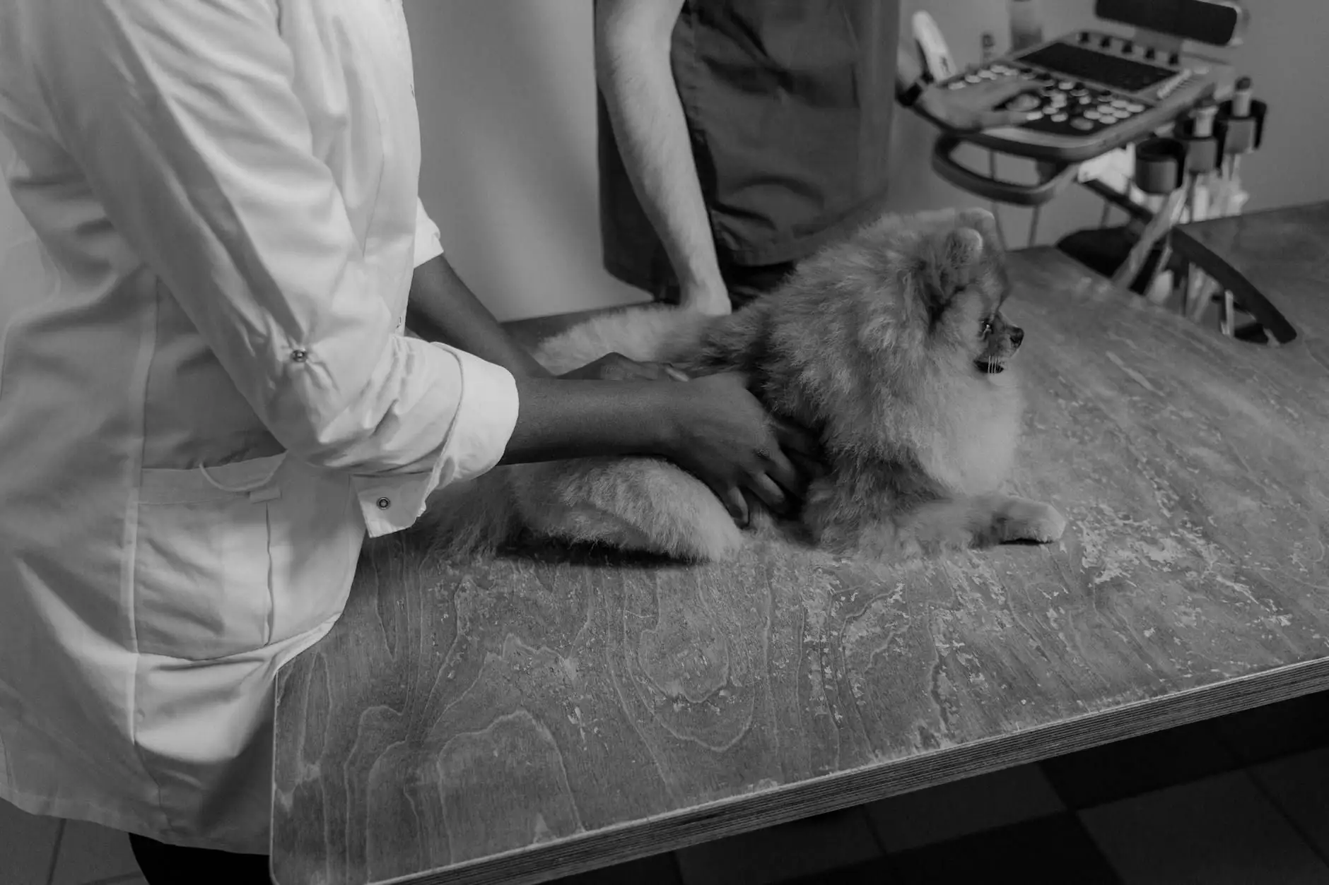 CBD for dogs in France: a considered buyer's guide
