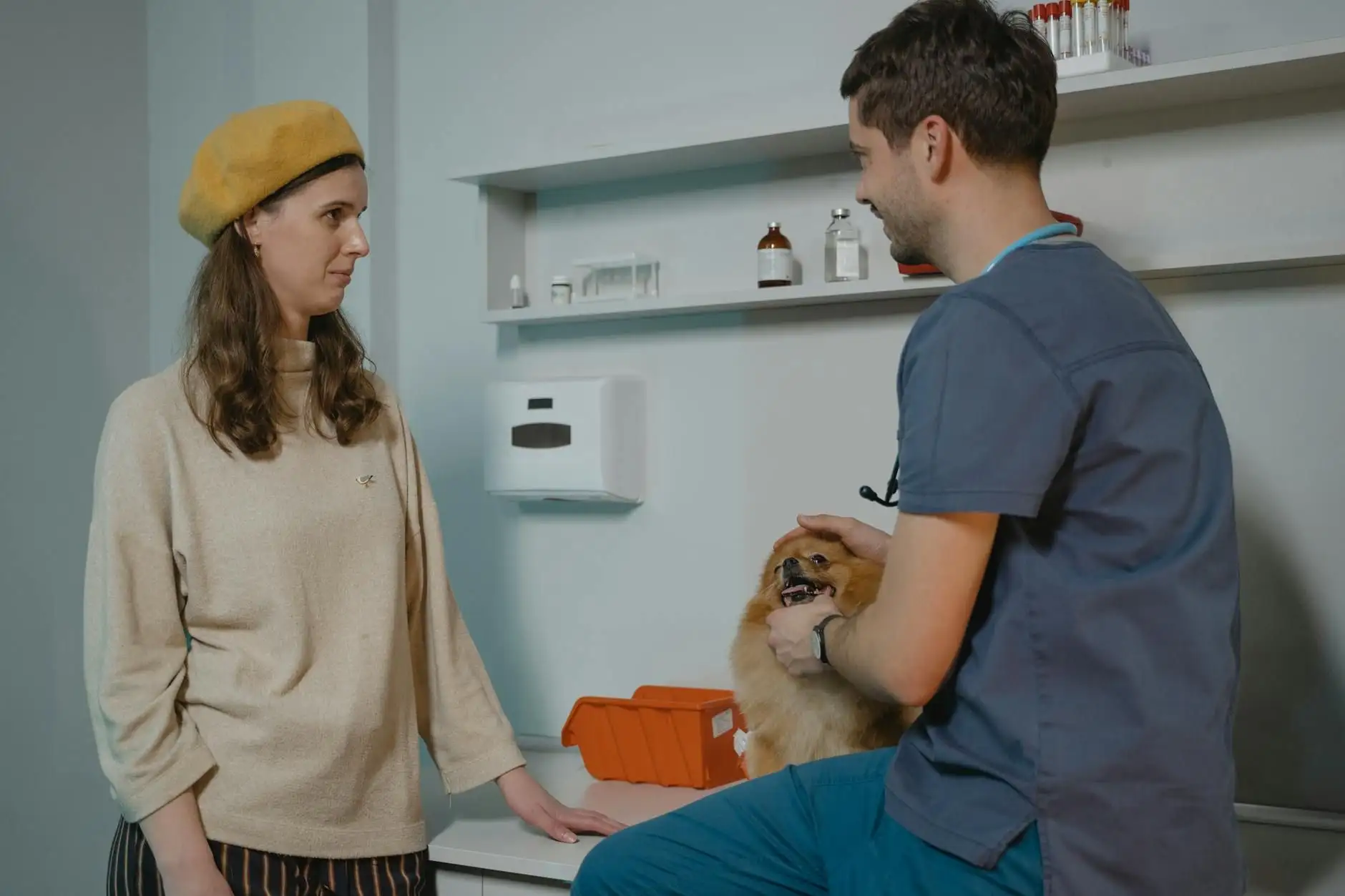 CBD for dogs: what the French veterinary framework says
