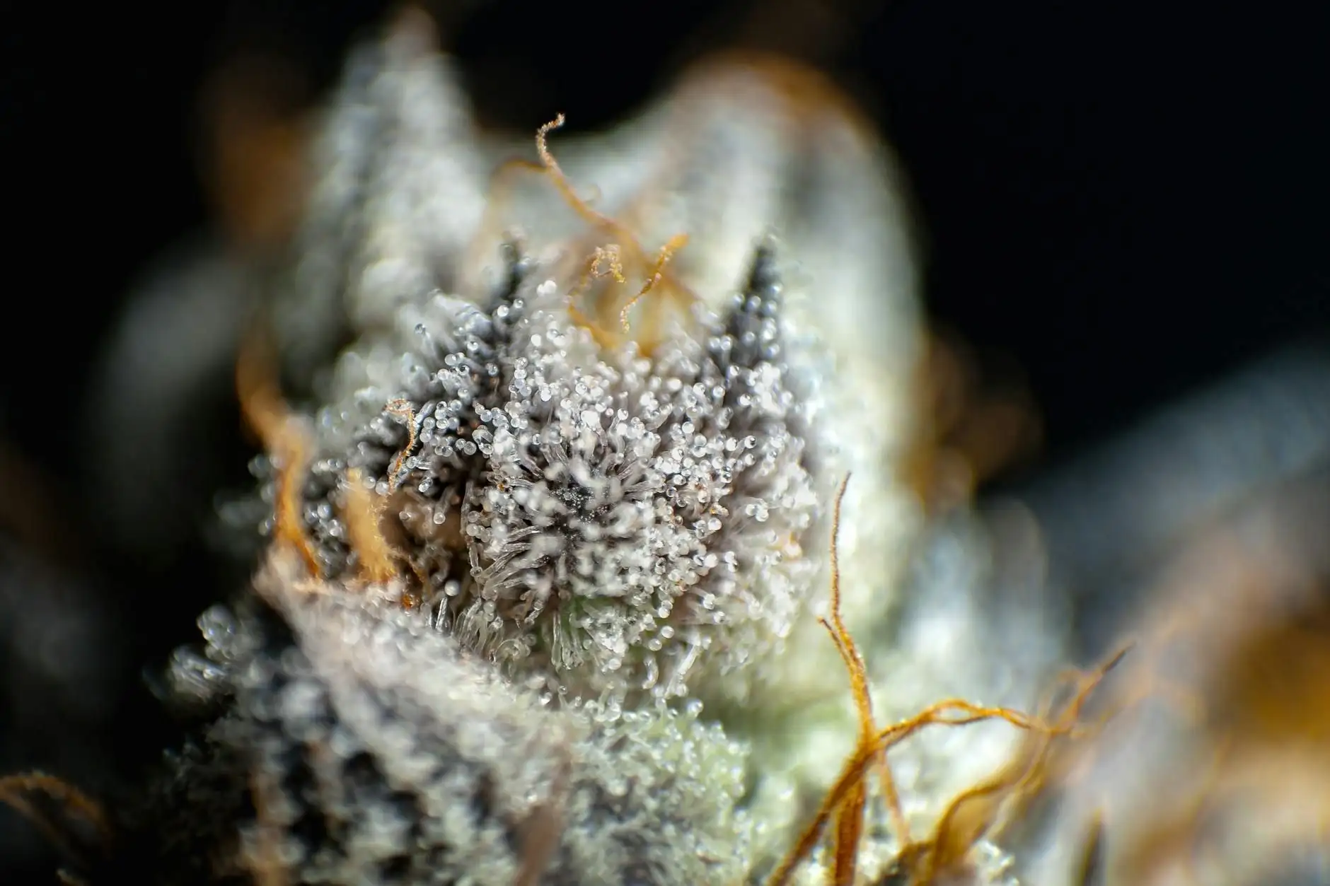 CBG (cannabigerol): an introduction to the \"mother molecule\"