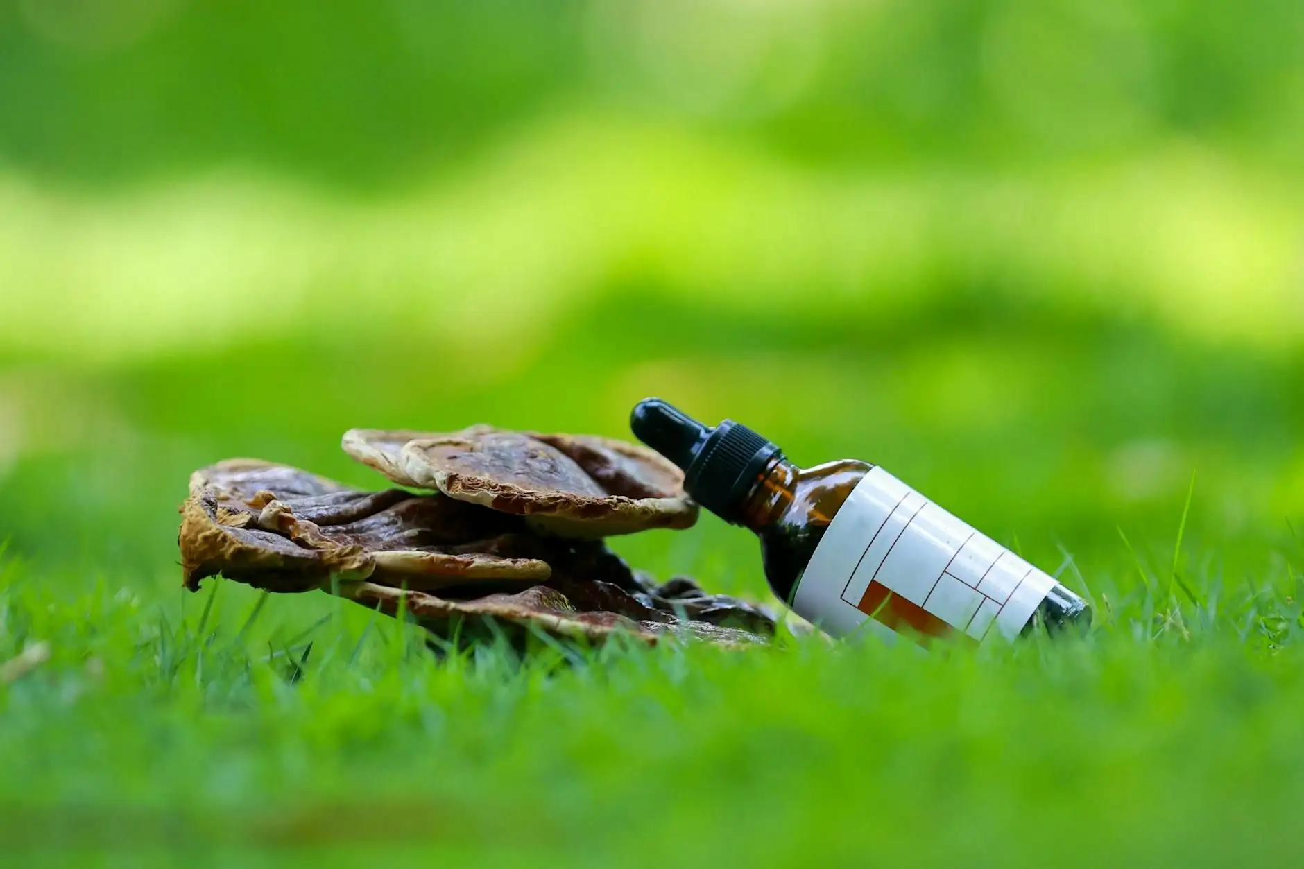 Adaptogenic mushrooms without CBD: what the French framework allows
