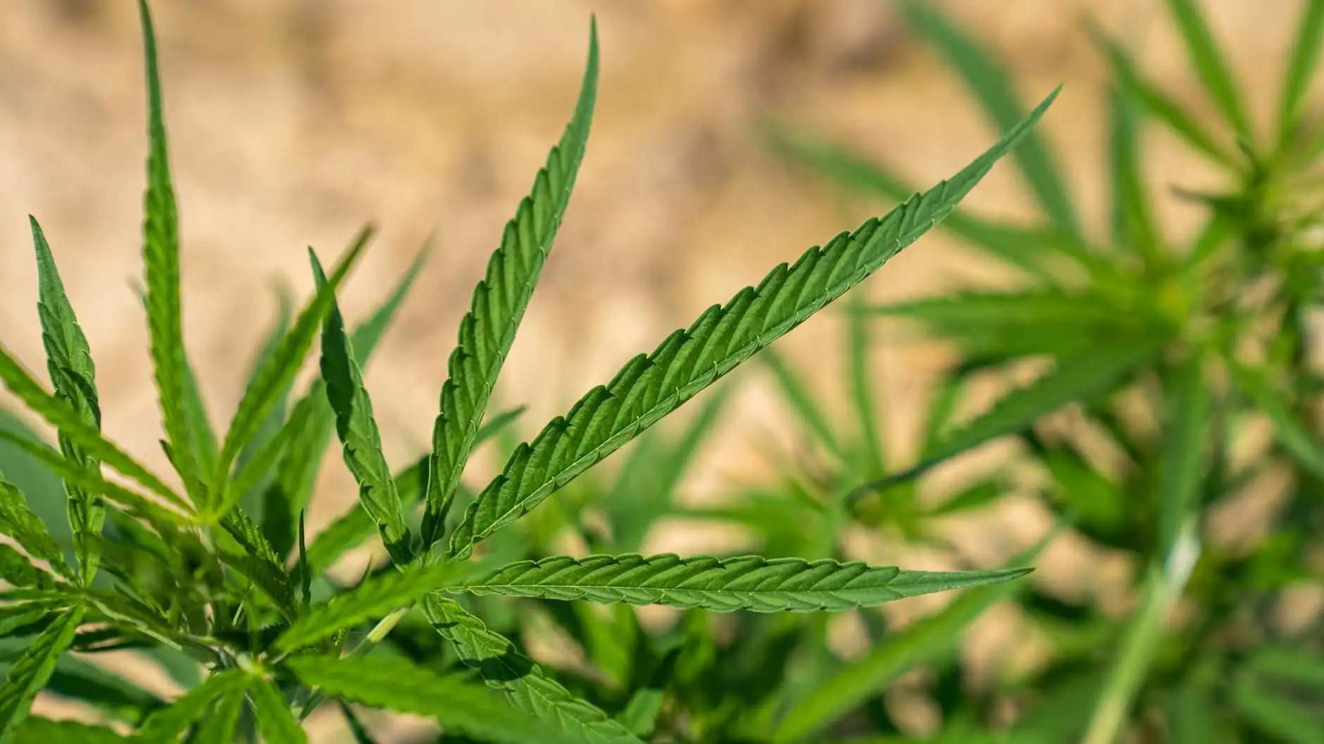 Hemp, cannabis, marijuana: what are the differences?