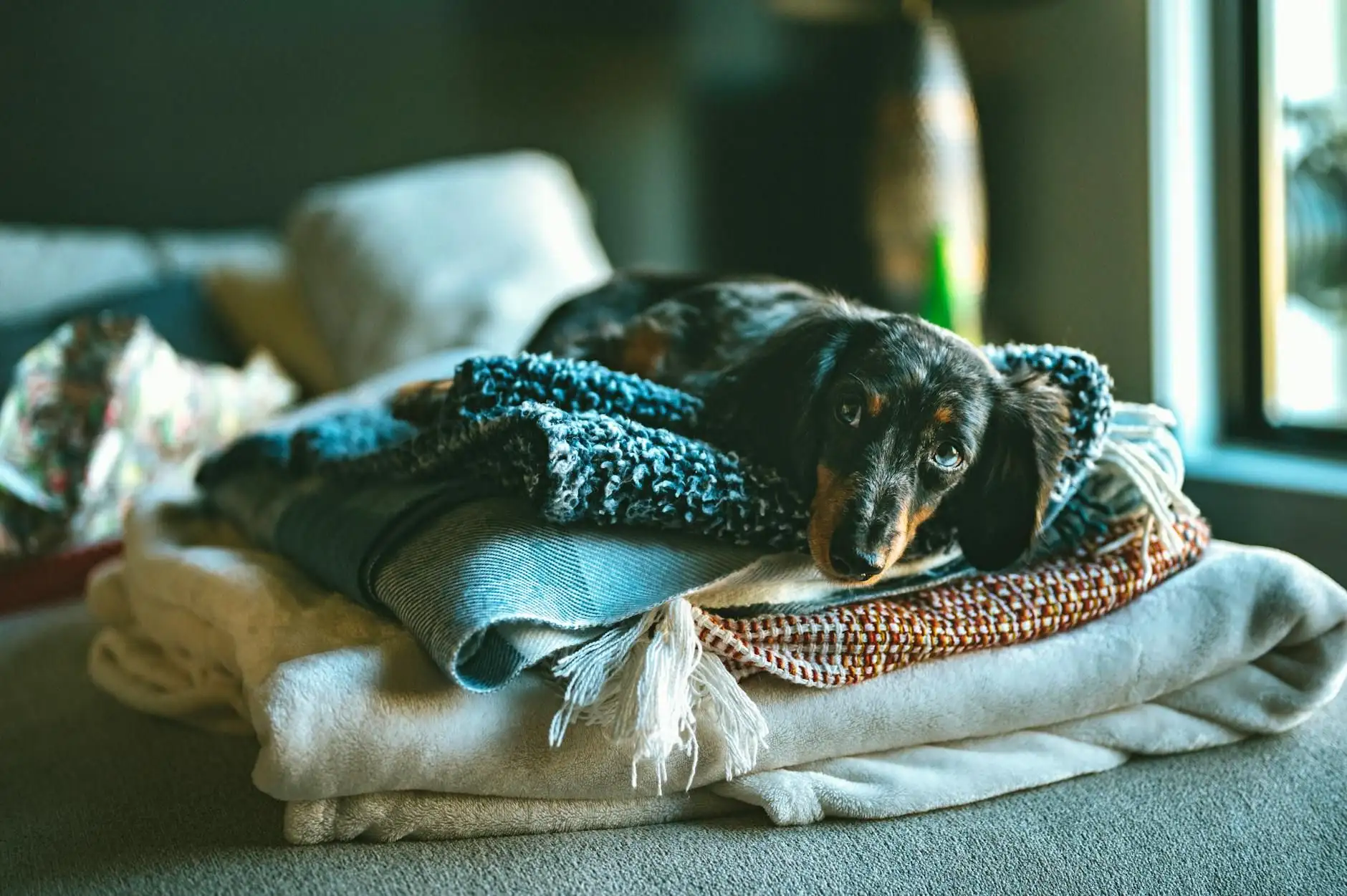 Helping a dog settle into a new home without stress
